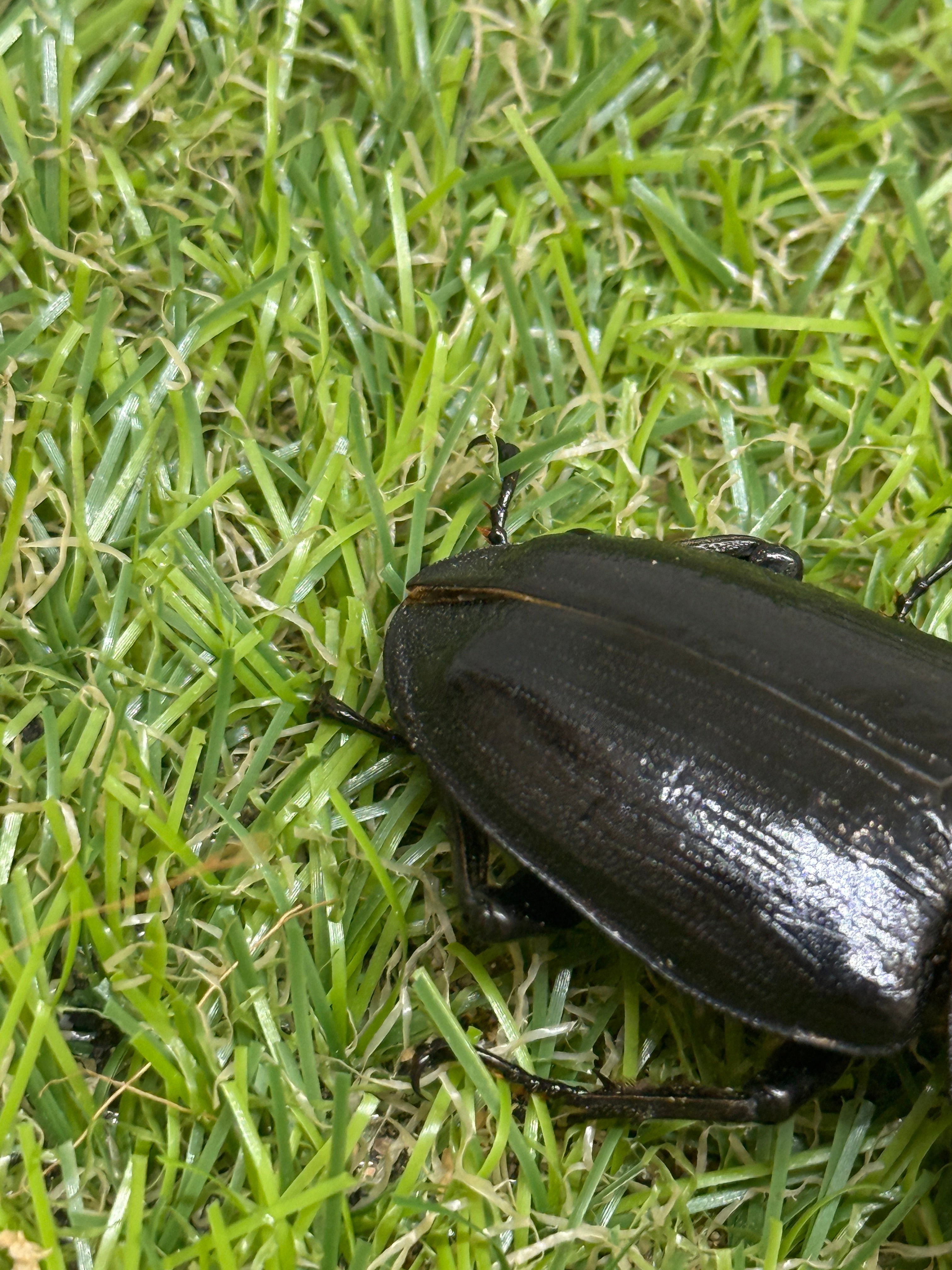 オオクワガタ 奈良輪川西 ♂83.7mm成虫ペア 2026年ブリード個体 – 昆虫