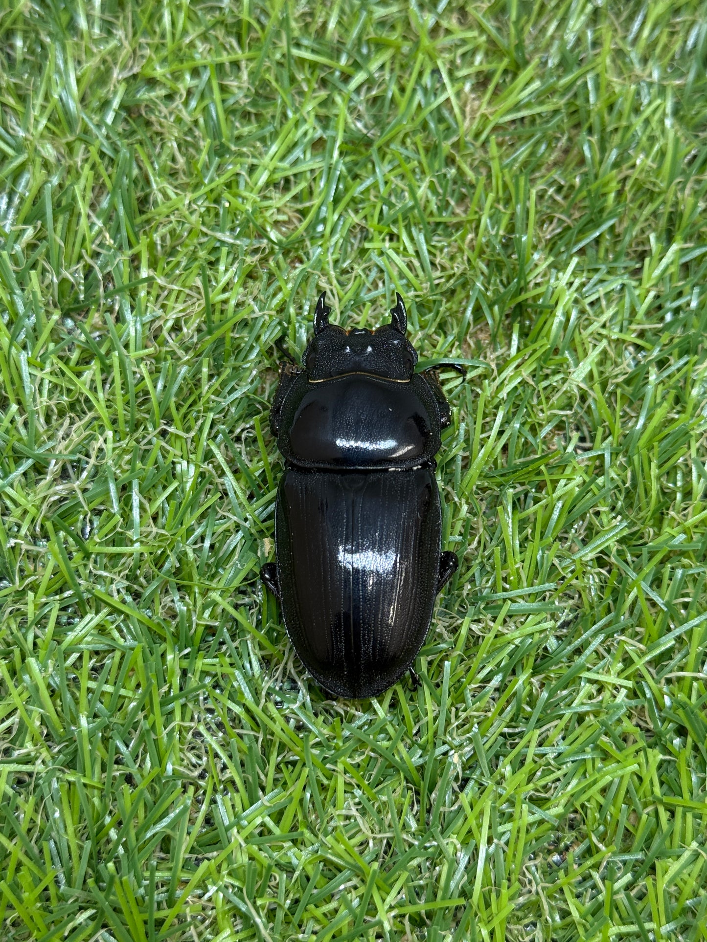 オオクワガタ　奈良輪川西　♂77.1mm成虫ペア