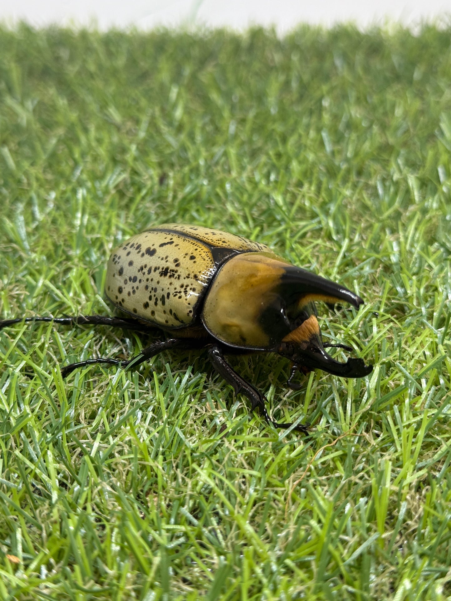 ティティウスシロカブト　♂65mm成虫ペア