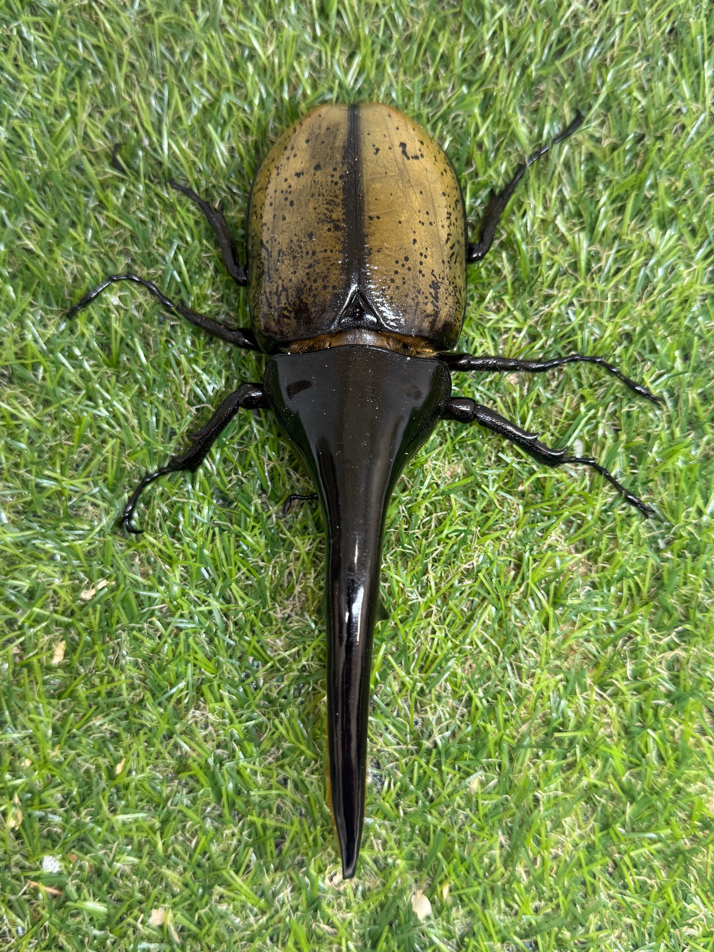 DH･ヘラクレス　♂154mm成虫ペア