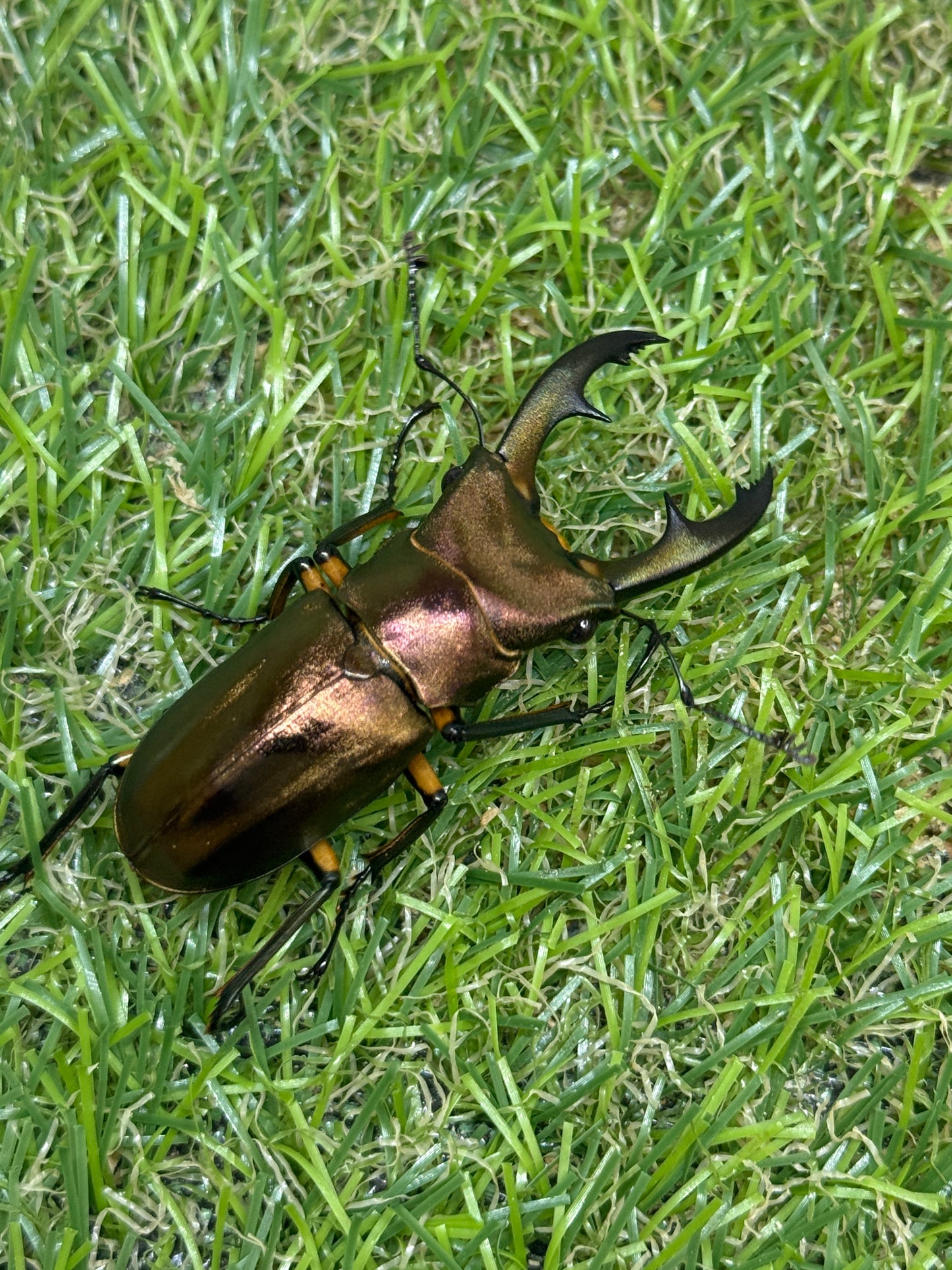 エラフスホソアカクワガタ　♂50mm成虫ペア