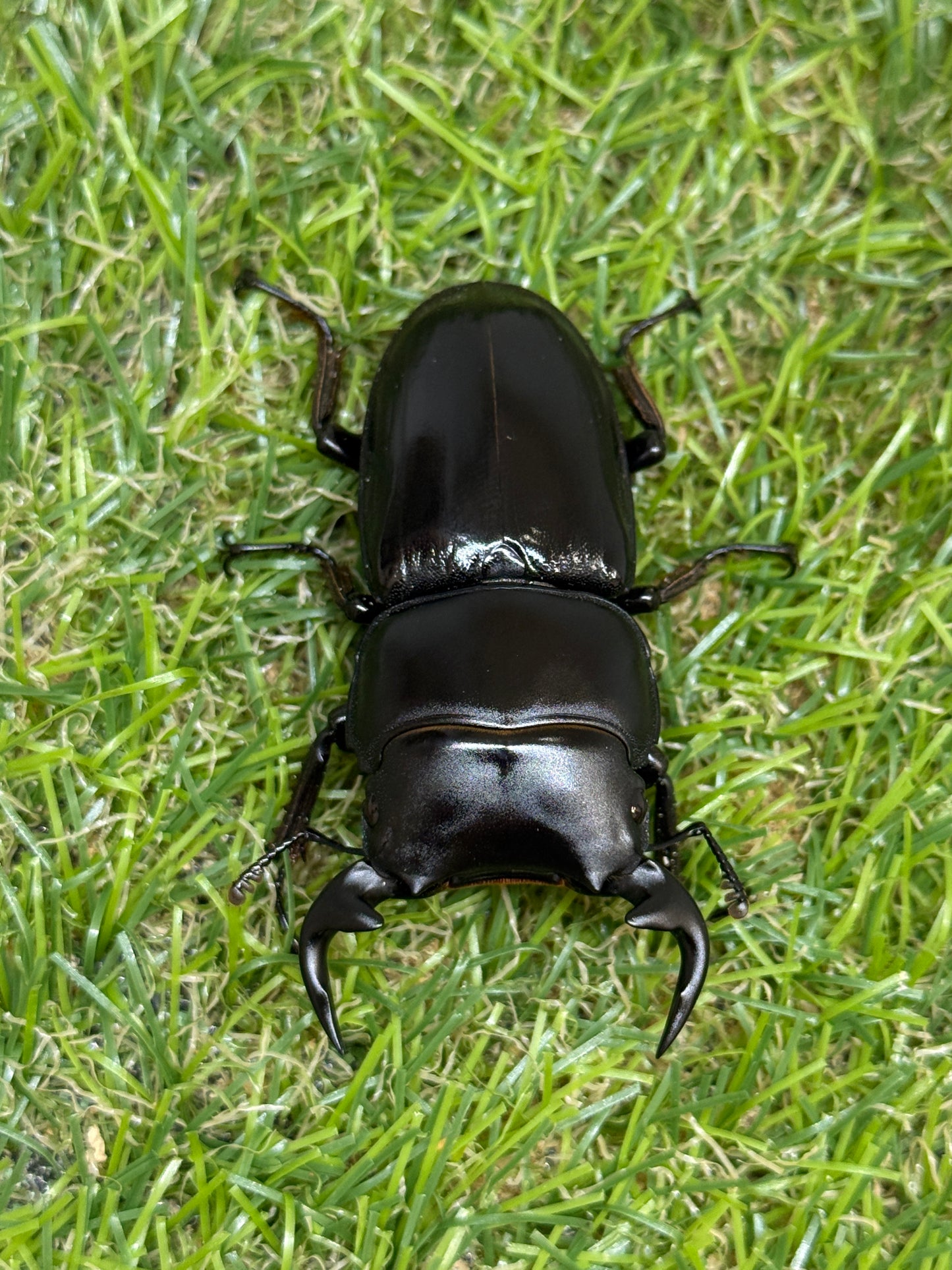 グランディスオオクワガタ　♂60mm成虫ペア