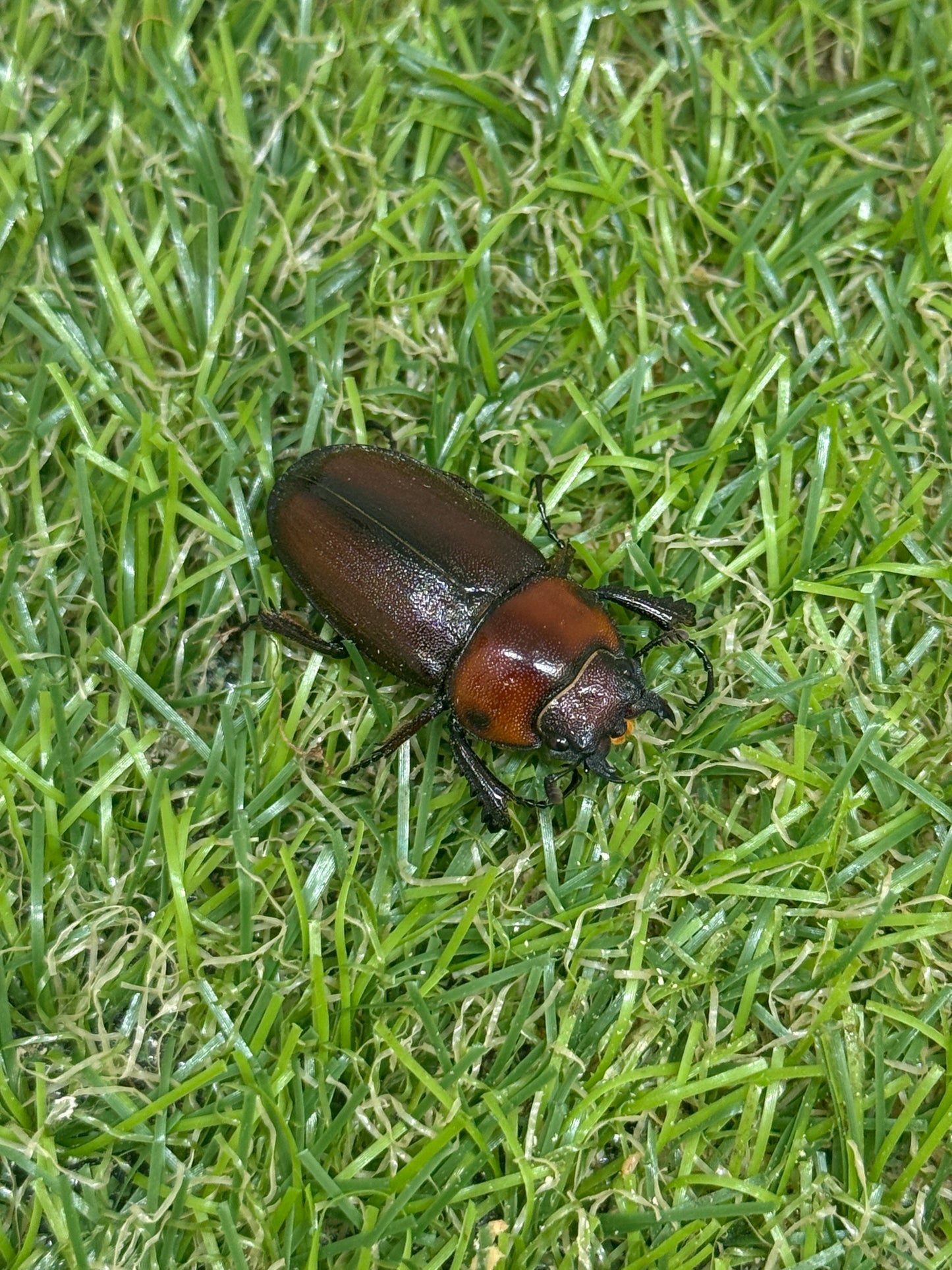 トカラノコギリクワガタ freeサイズ成虫ペア