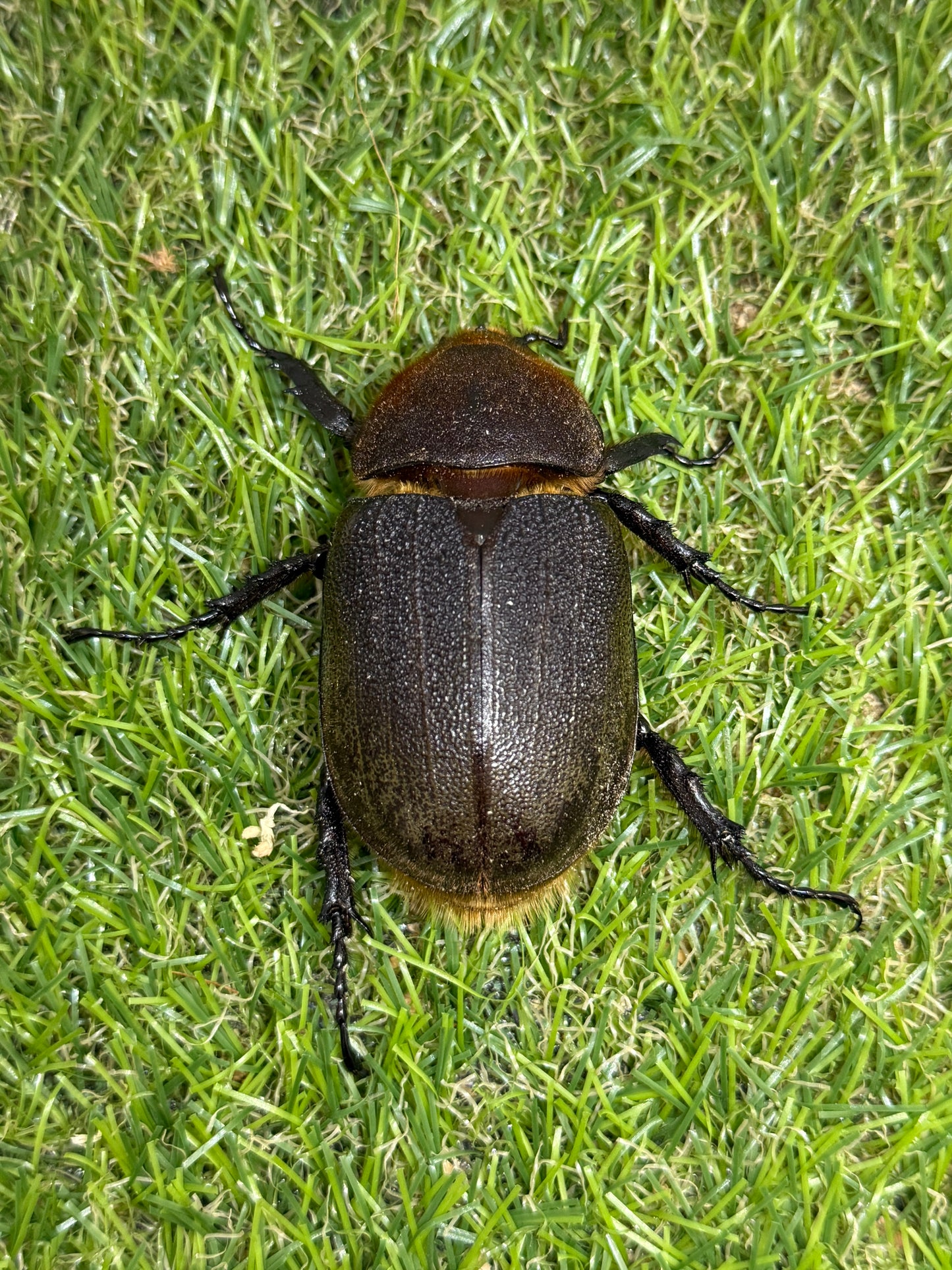 DH･ヘラクレス　♂152mm成虫ペア