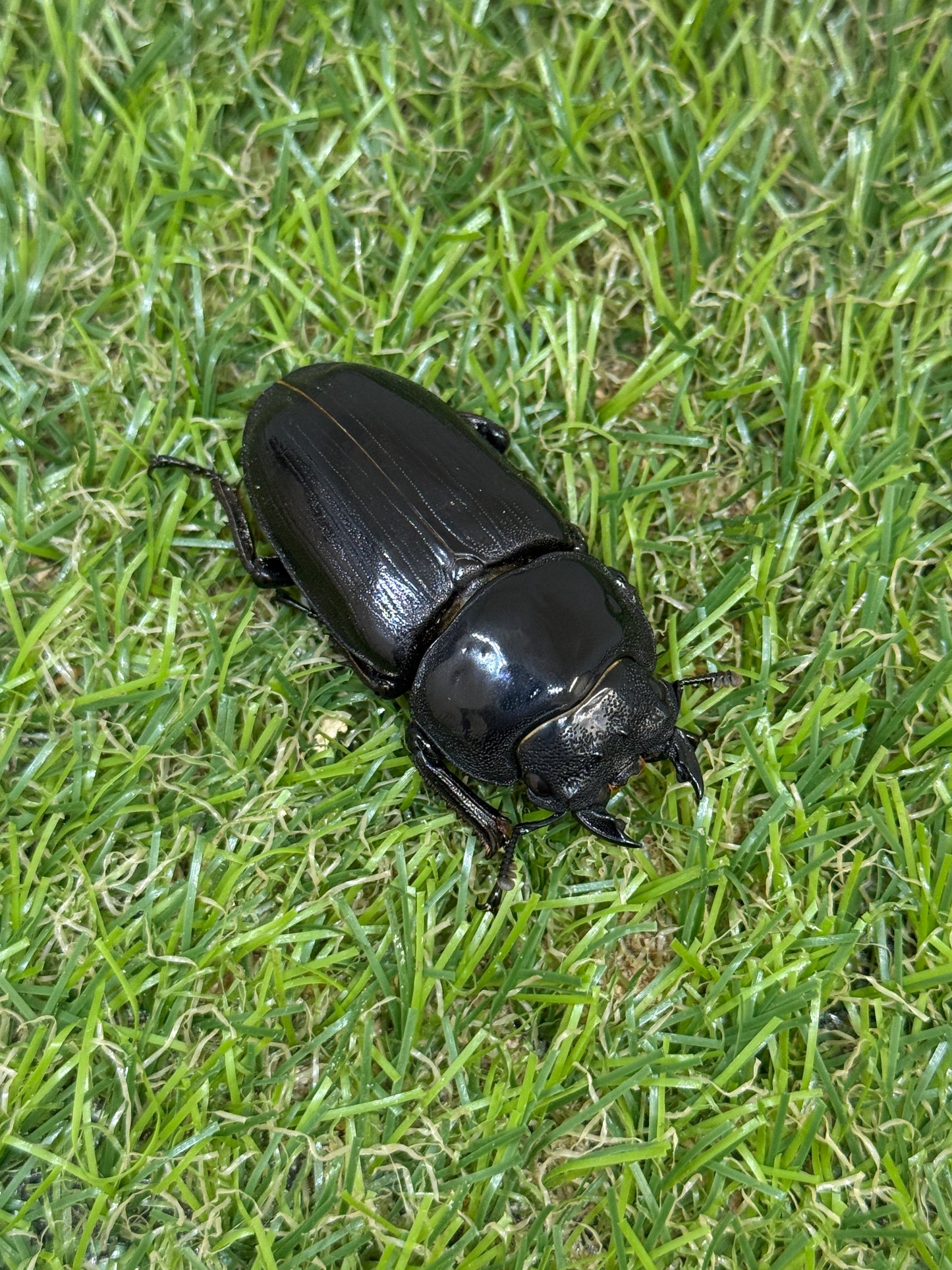 オオクワガタ 久留米　♂72mm成虫ペア
