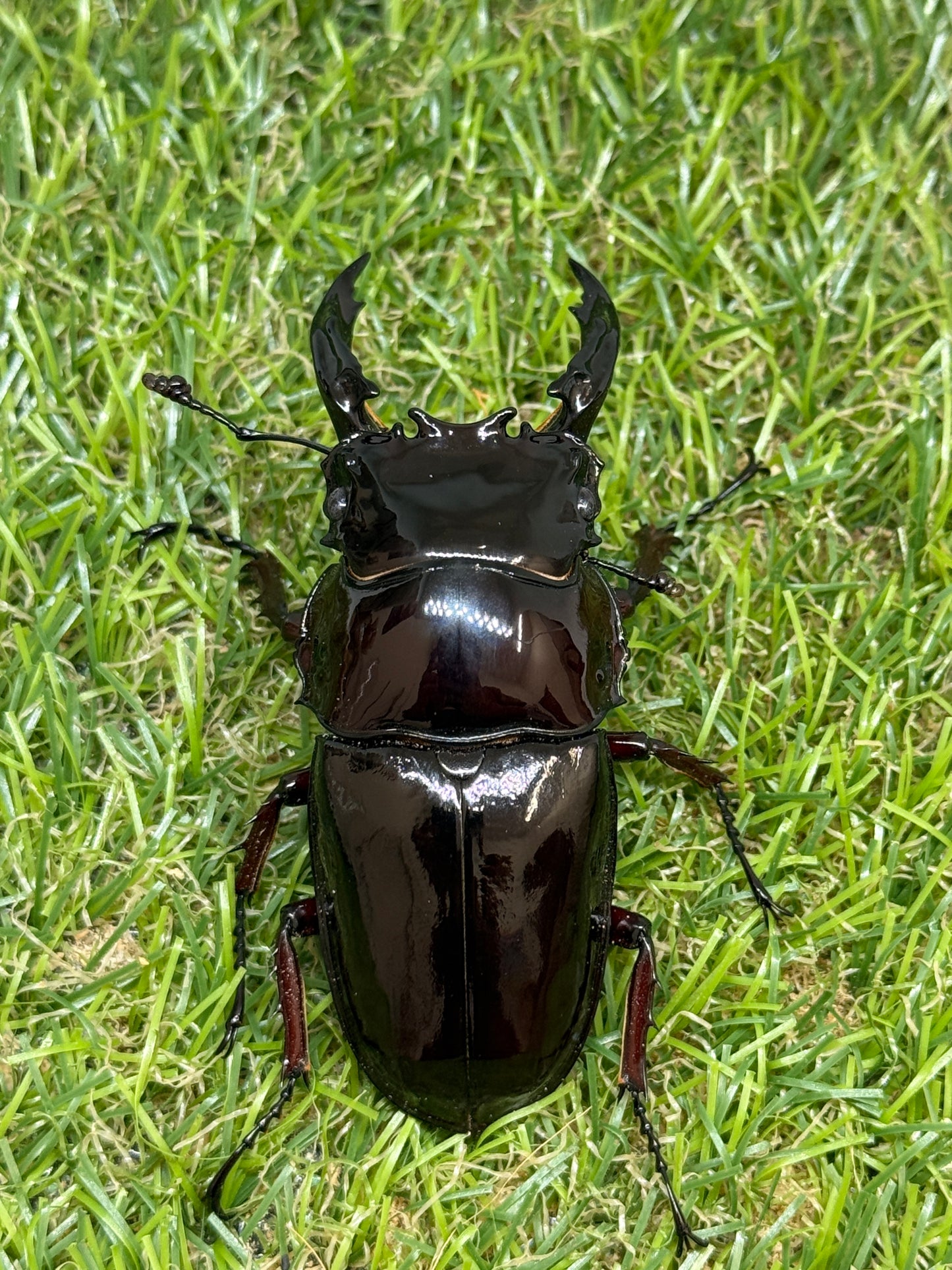 レギウスオオツヤクワガタ　♂76.4mm成虫ペア