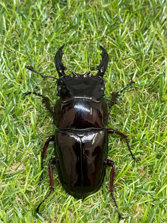レギウスオオツヤクワガタ　♂76.4mm成虫ペア