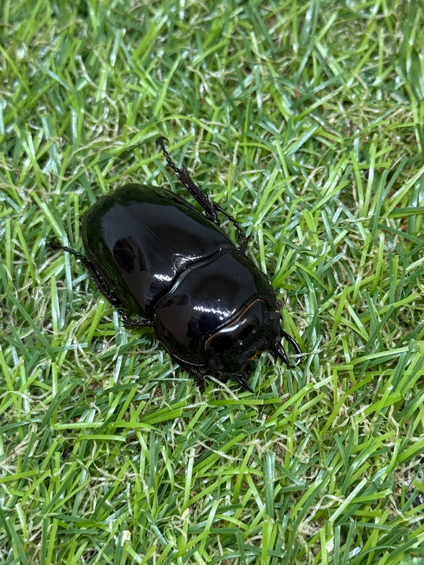 タランドゥスオオツヤクワガタ　♂65mm成虫ペア