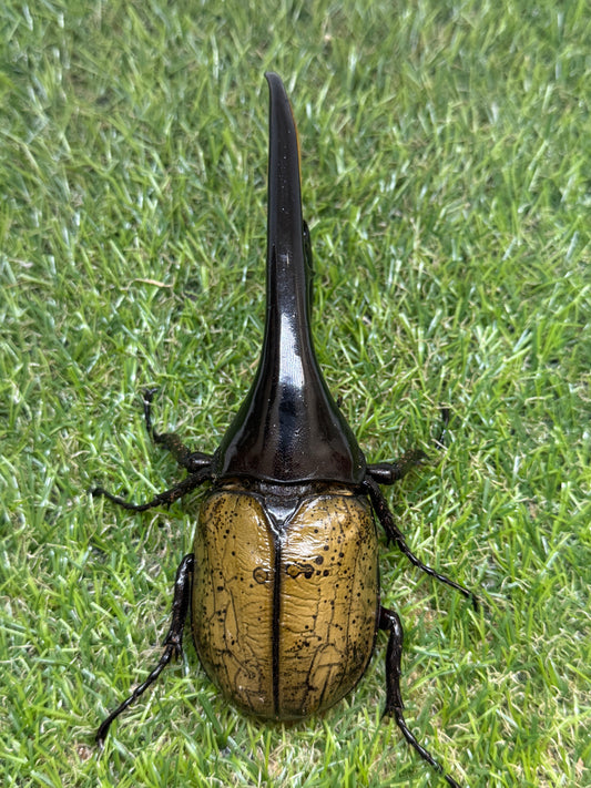 DH･ヘラクレス　♂143mm成虫ペア