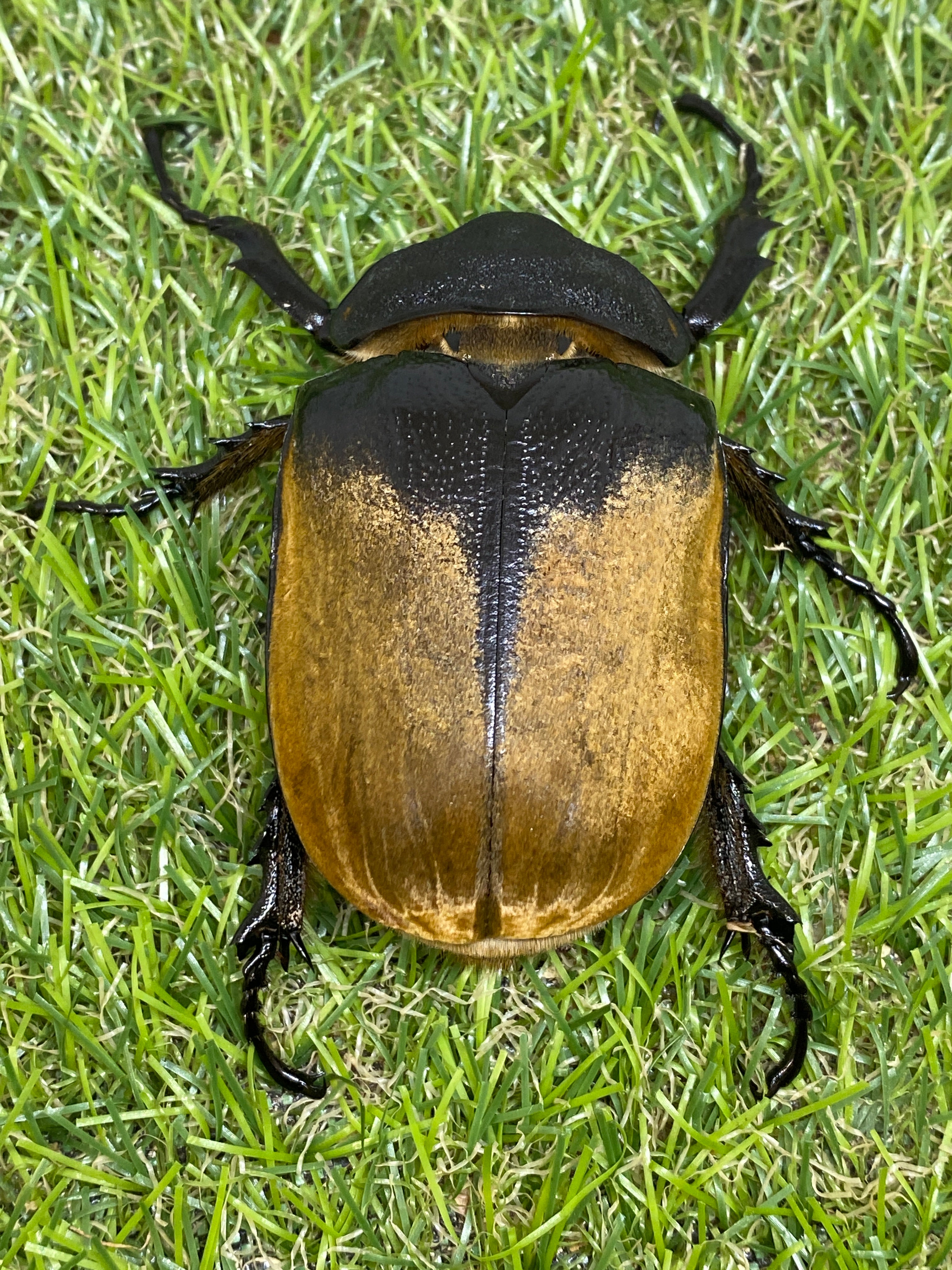 イイジマゾウカブト ♂89mm成虫ペア – 昆虫ショップNexus