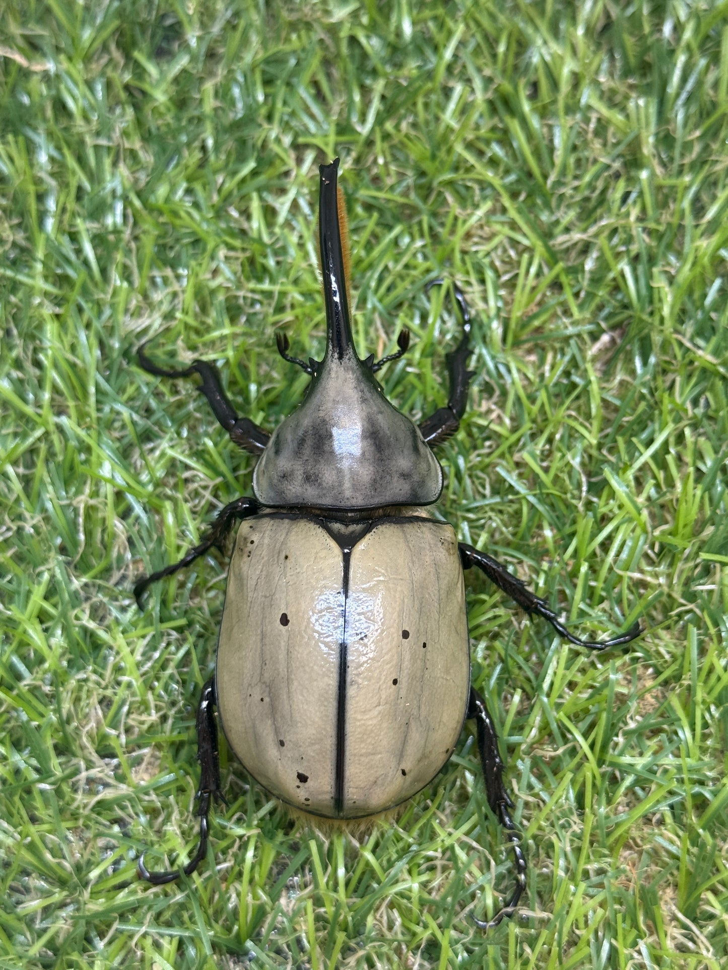 グラントシロカブト　♂69.6mm成虫ペア