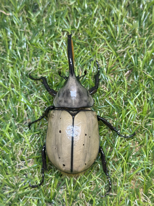 グラントシロカブト　♂69.6mm成虫ペア