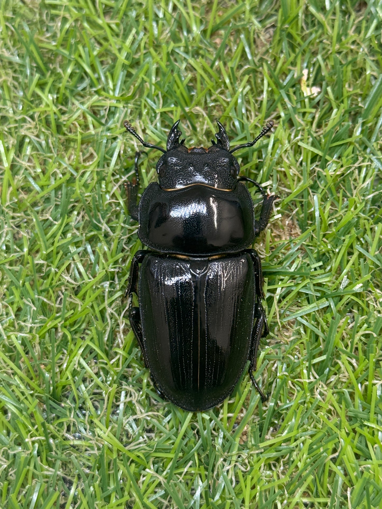 オオクワガタ　奈良輪川西　♂70mm成虫ペア