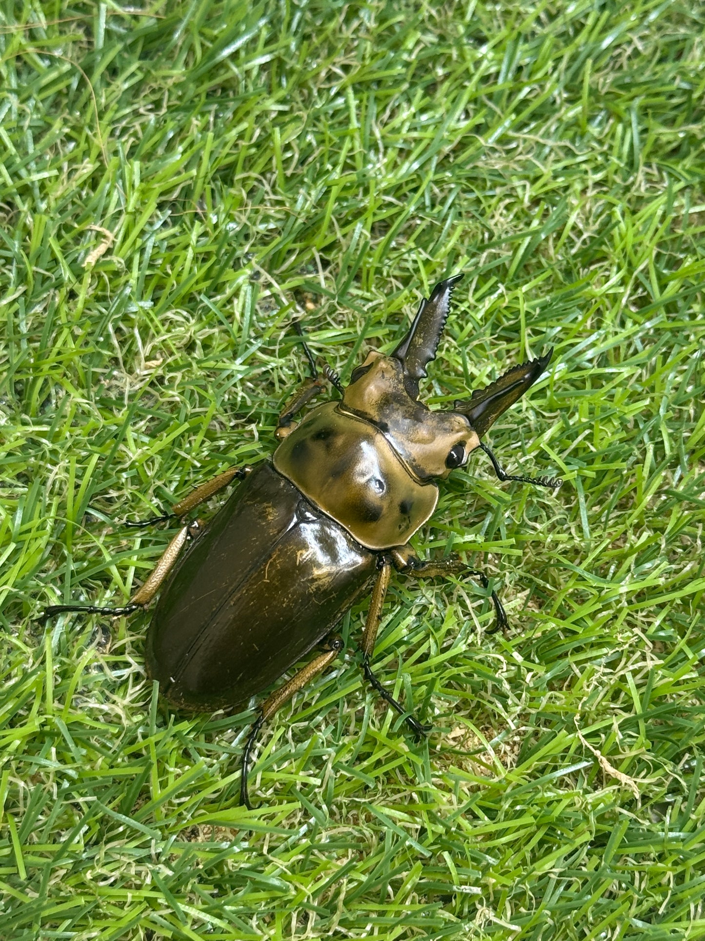 ババオウゴンオニクワガタ　♂58.8mm成虫ペア