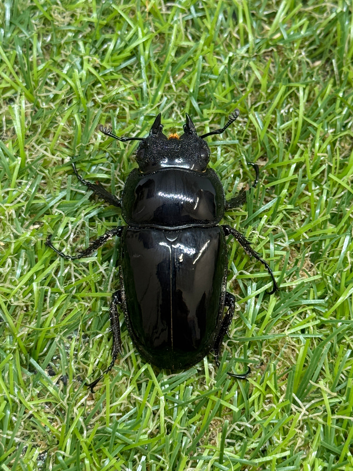 レギウスオオツヤクワガタ　♂66mm成虫ペア