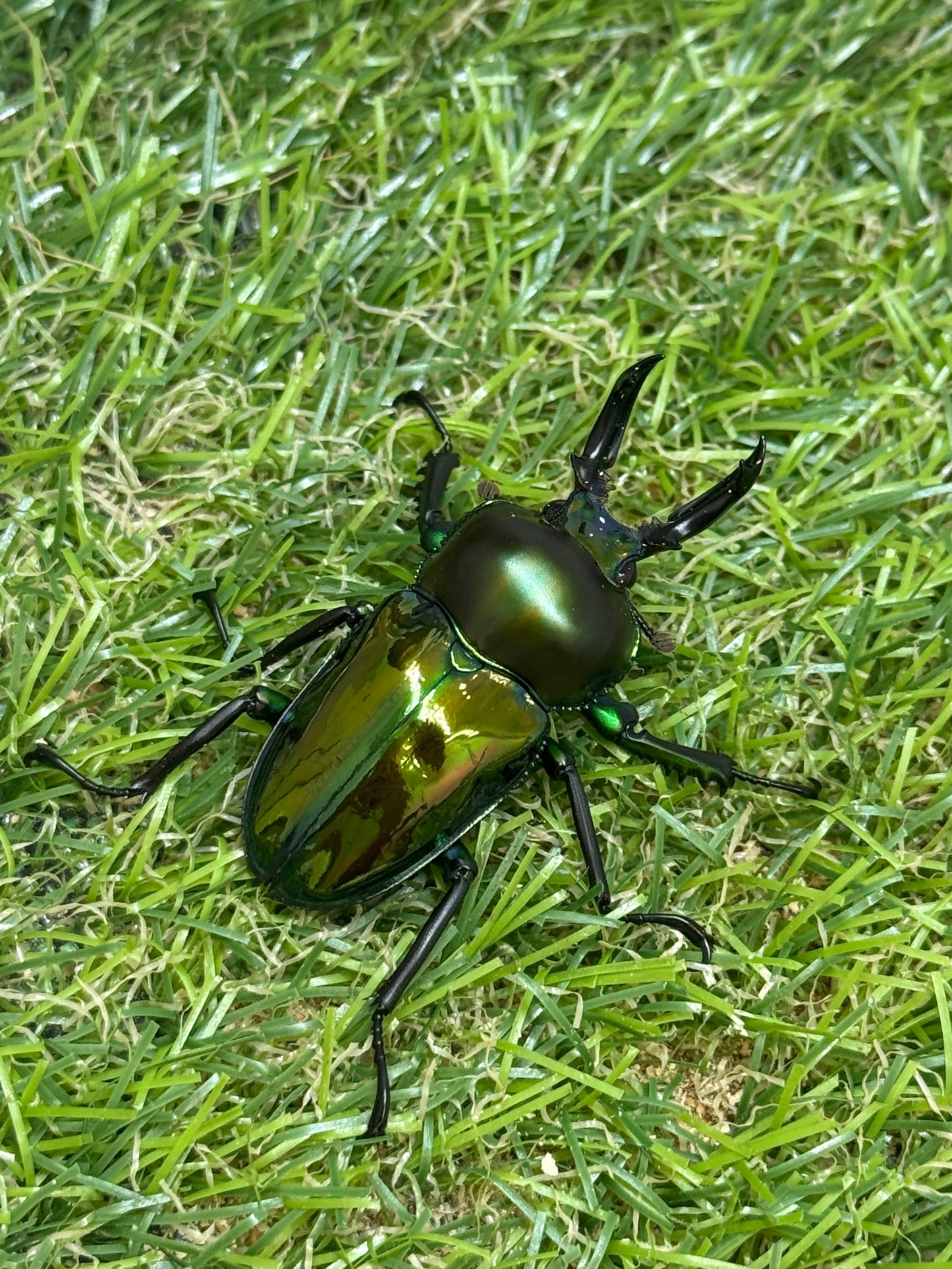 ニジイロクワガタ　♂45.8mm成虫ペア