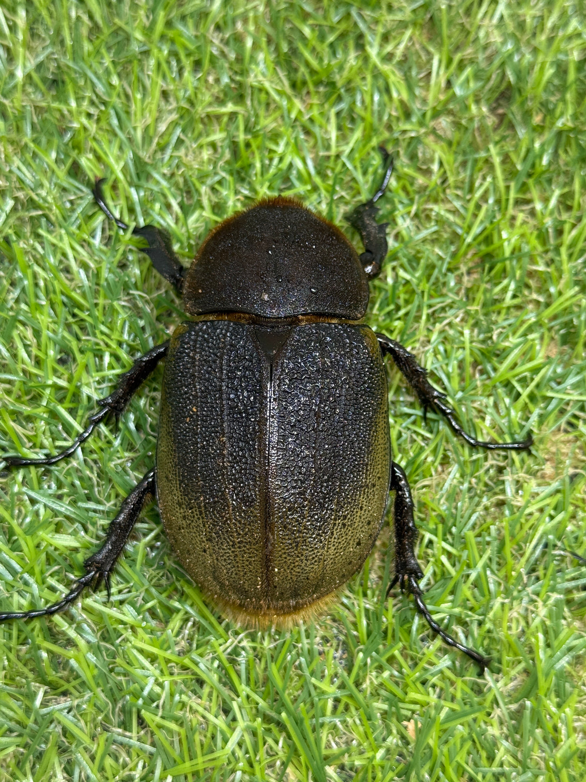 DH・ヘラクレス(大型血統)　♀64.7mm単品