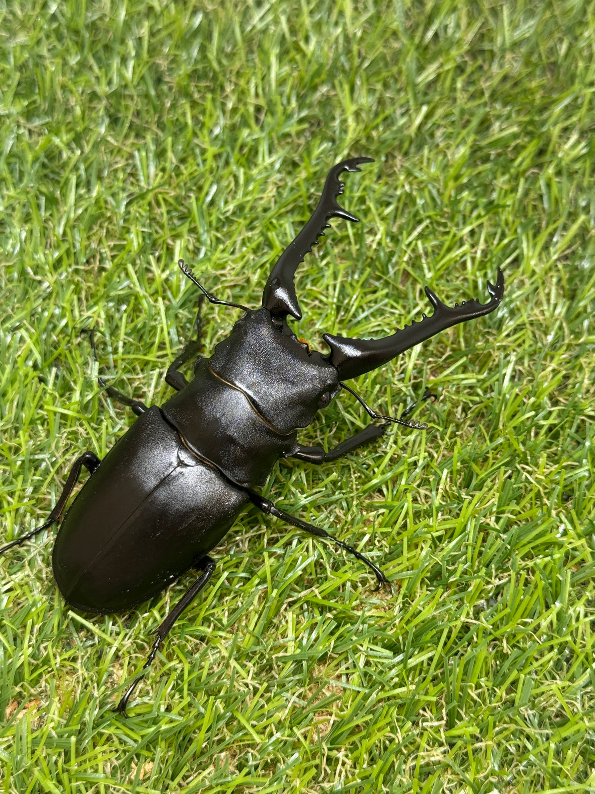ギラファノコギリクワガタ ケイスケ ♂98.5mm成虫ペア