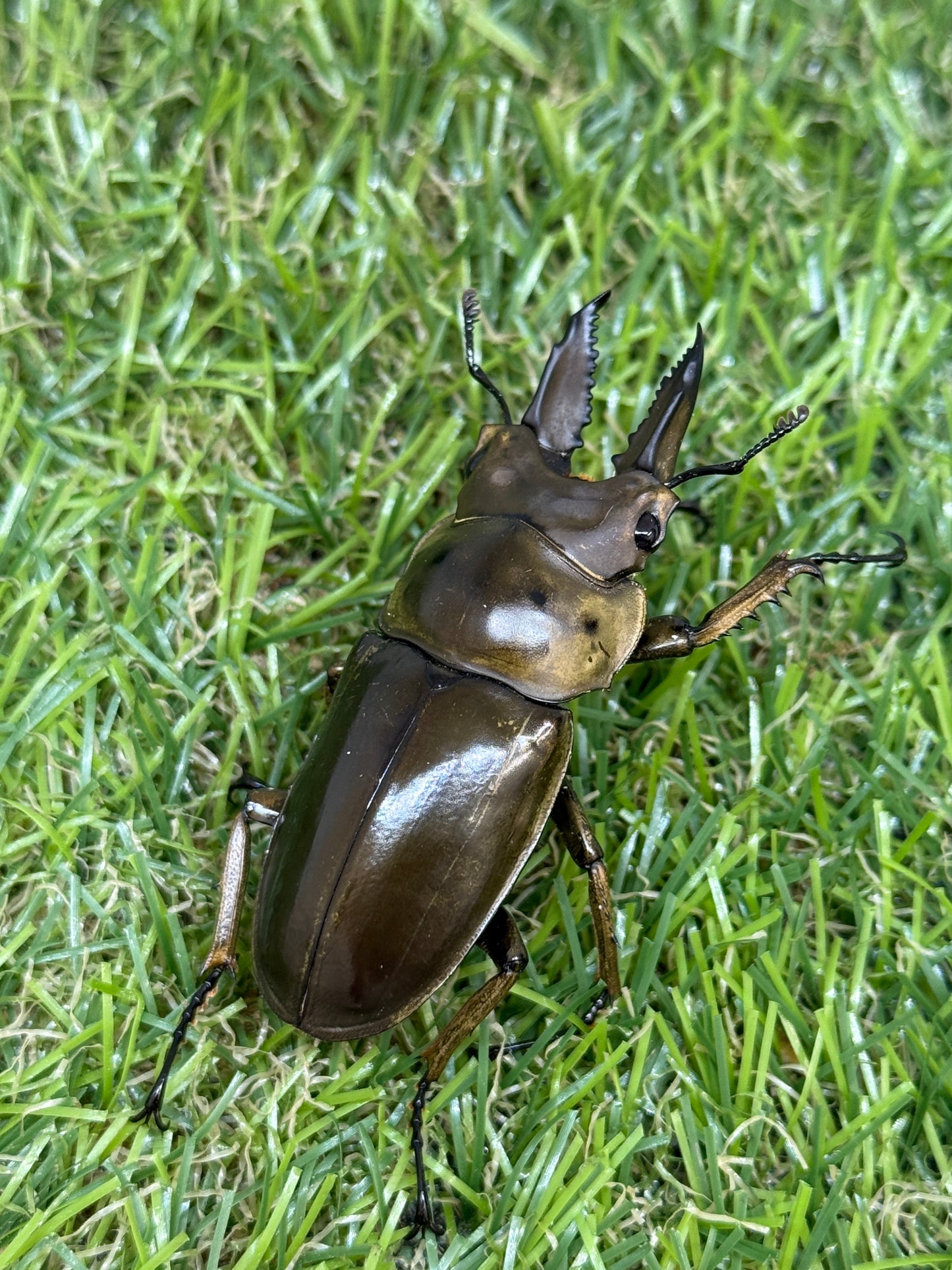 ババオウゴンオニクワガタ　♂54mm成虫ペア