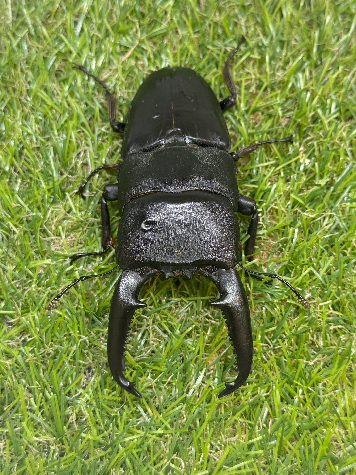 パラワンオオヒラタクワガタ(ピンクアイ血統)♂103.2mm成虫ペア