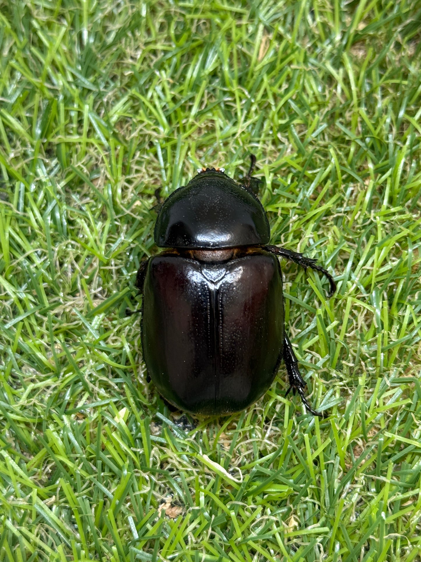 エンドウゴホンヅノカブト　♂46mm成虫ペア