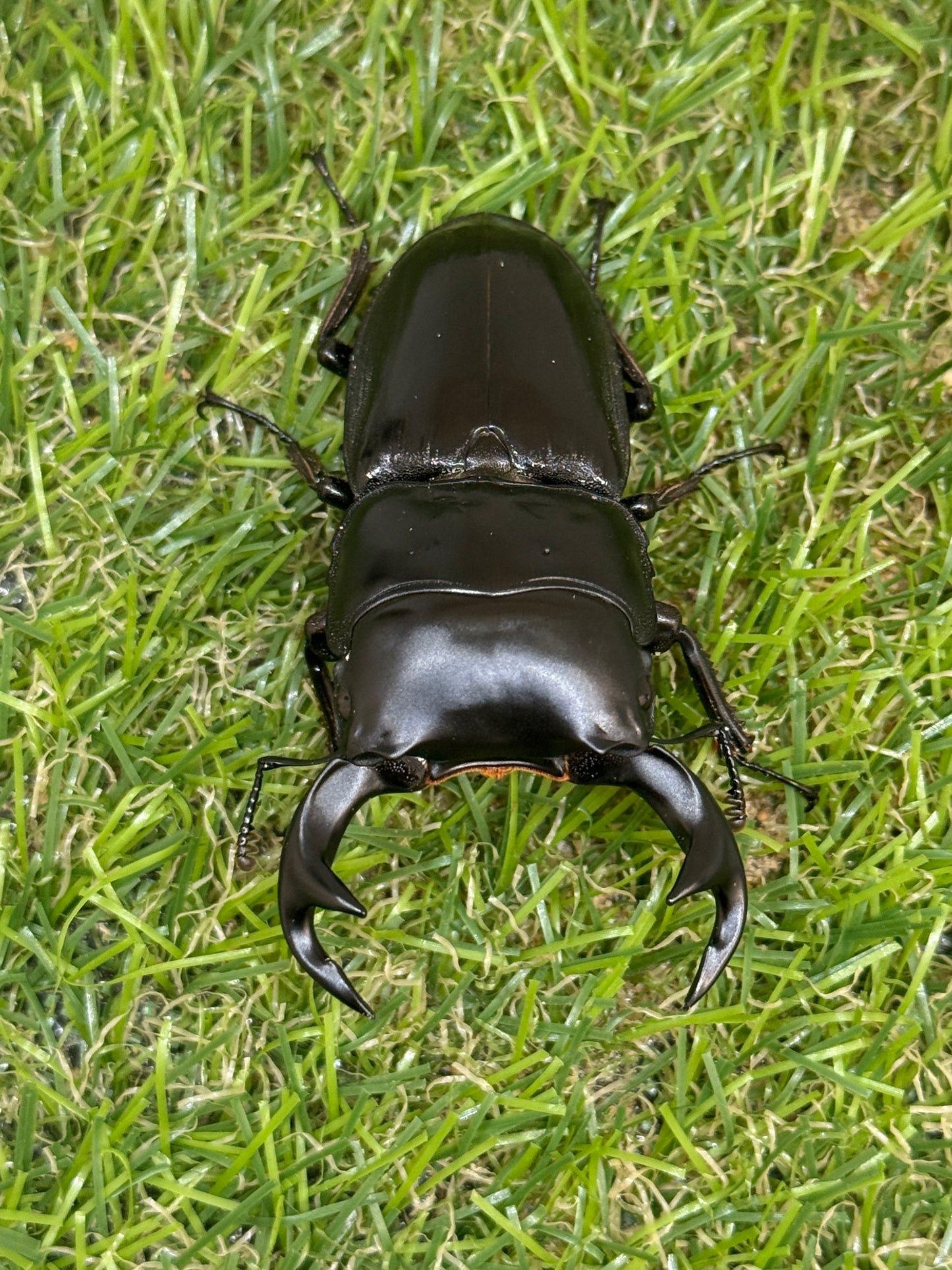 クルビデンスオオクワガタ　(タイ ドイサケット産)♂62mm成虫ペア