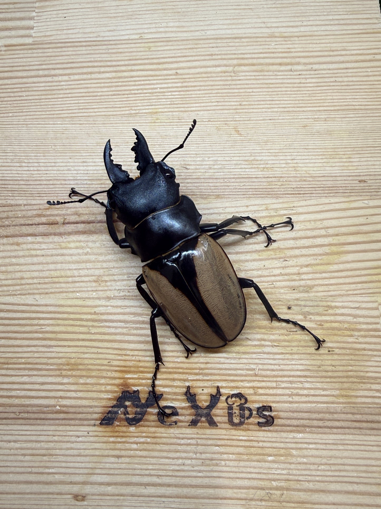 ブルマイスターツヤクワガタ　♂61.5mm単品