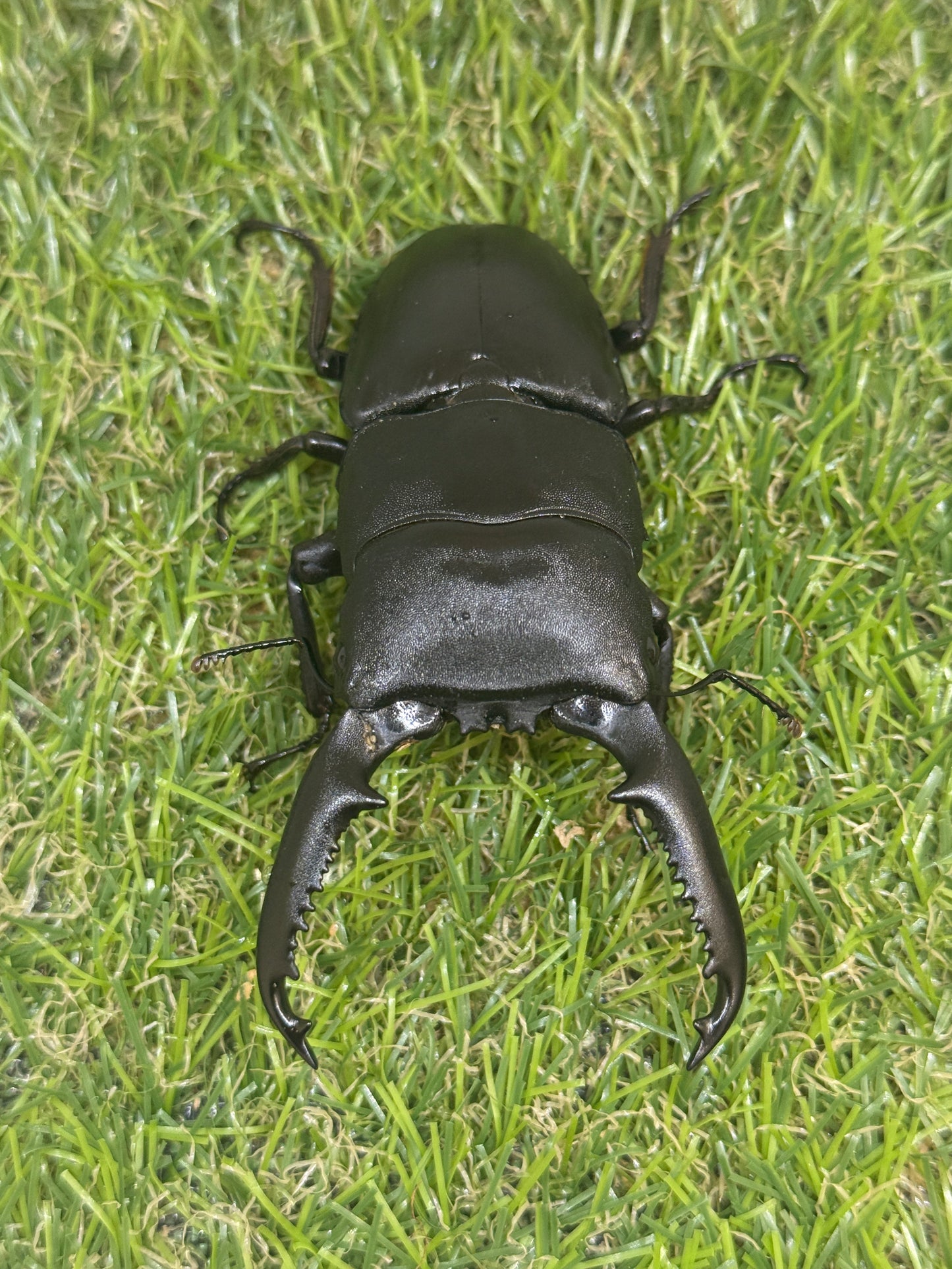パラワンオオヒラタクワガタ　♂94mm単品