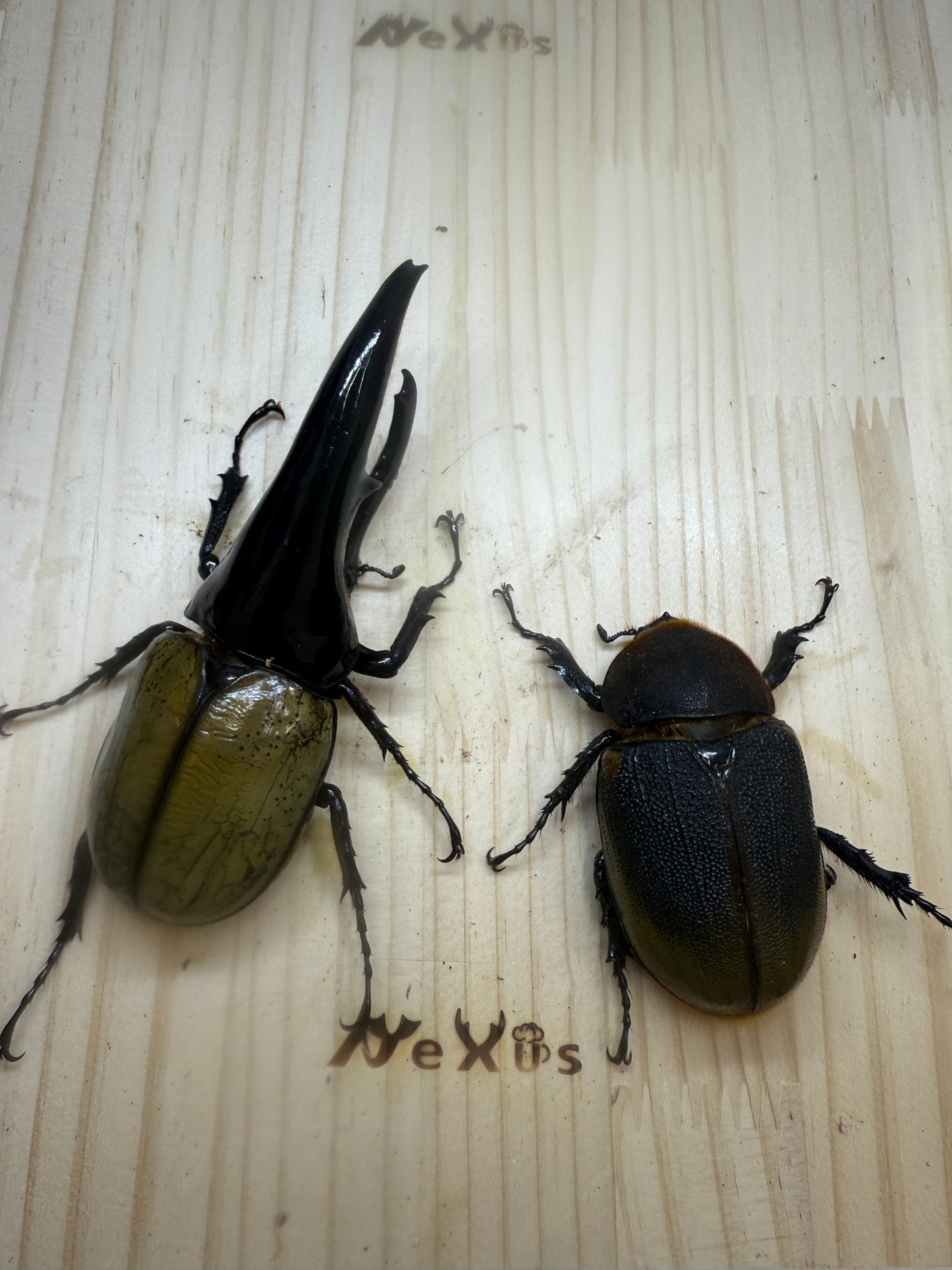 DH･ヘラクレス(極短極太)　♂121mm成虫ペア