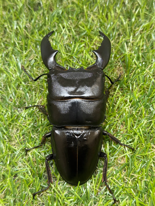 スマトラオオヒラタクワガタ ♂88.3mm 成虫ペア