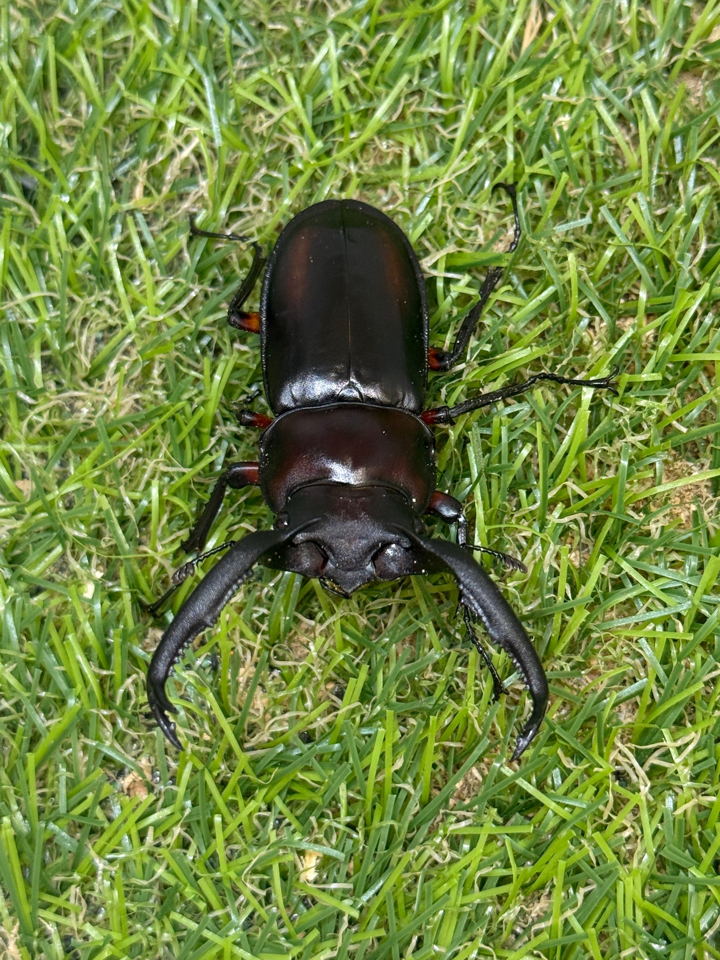 ディディエールシカクワガタ　♂61mm 成虫ペア