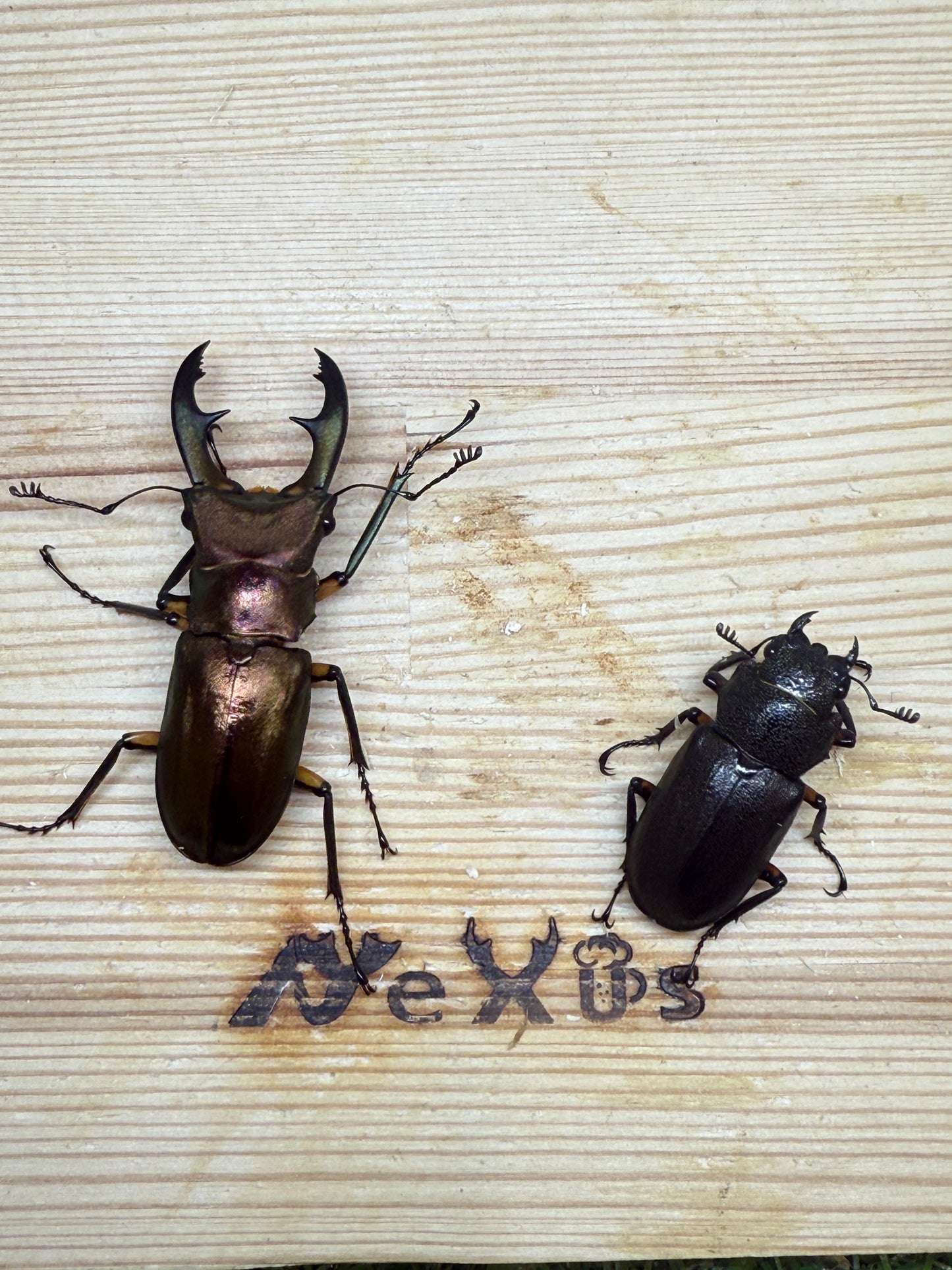 エラフスホソアカクワガタ　♂50mm成虫ペア