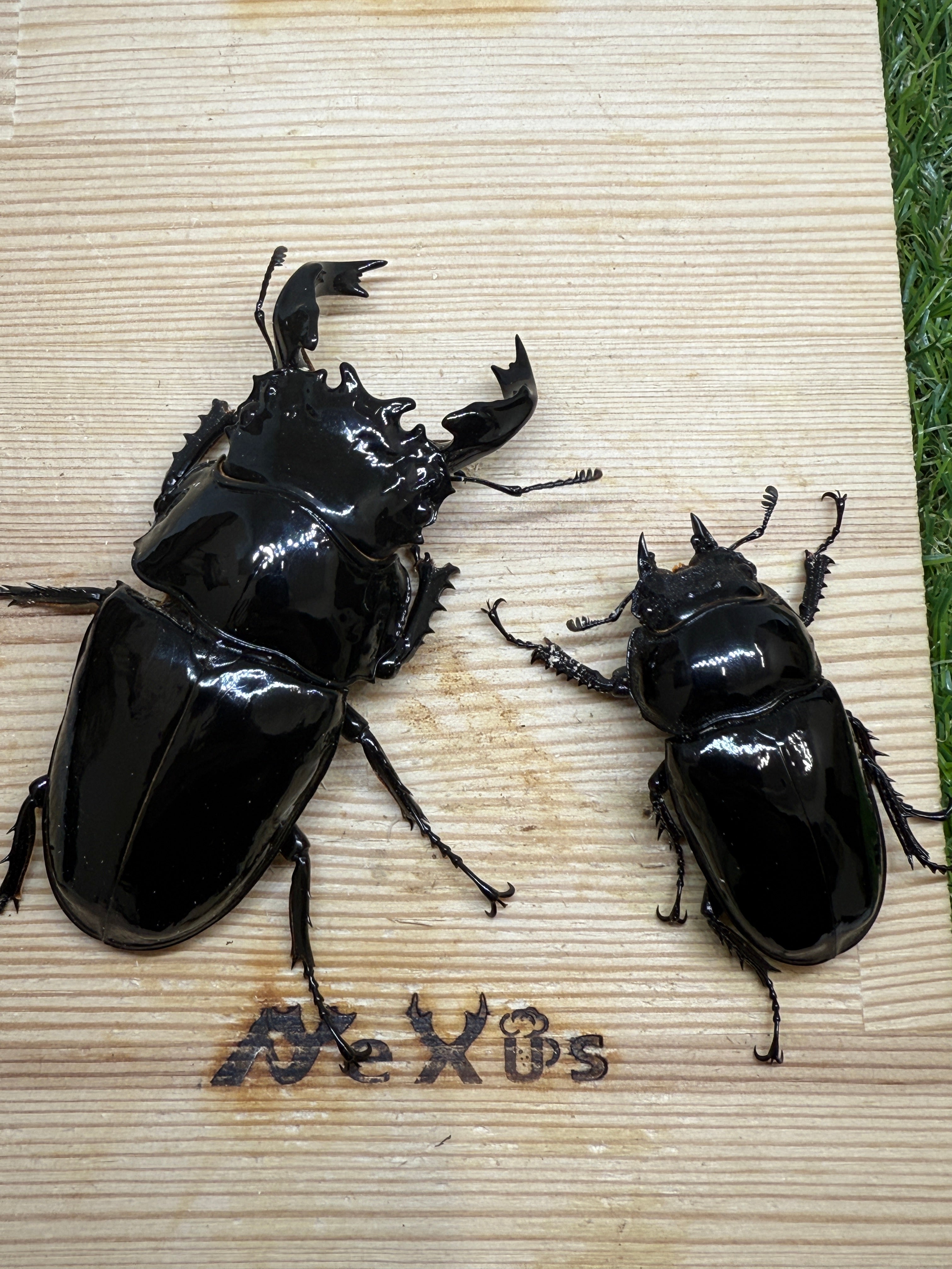 タランドゥスオオツヤクワガタ ♂85.1mm成虫ペア – 昆虫ショップNexus