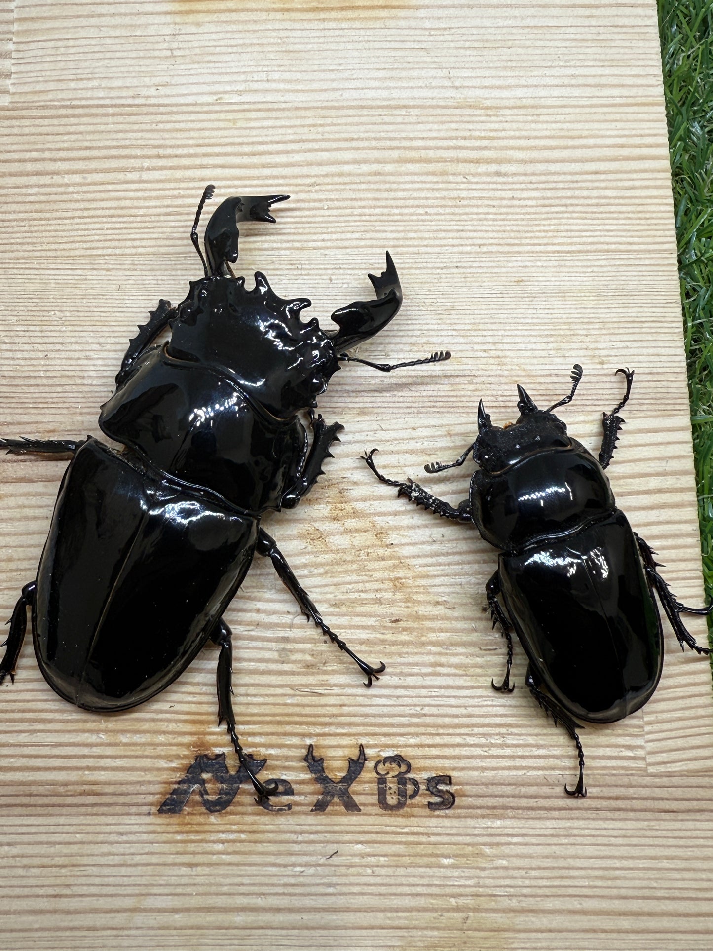 タランドゥスオオツヤクワガタ　♂85.1mm成虫ペア