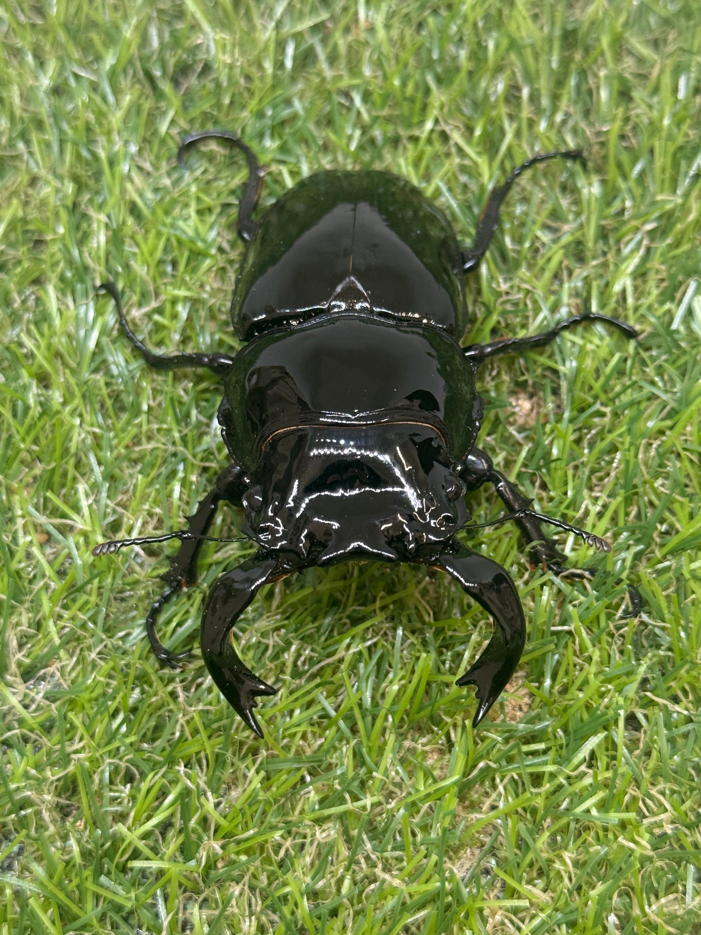 タランドゥスオオツヤクワガタ　♂87.2mm成虫ペア