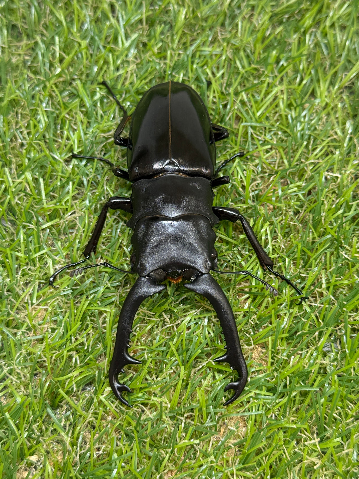 ギラファノコギリクワガタ　ニシカワイ　♂89mm成虫ペア