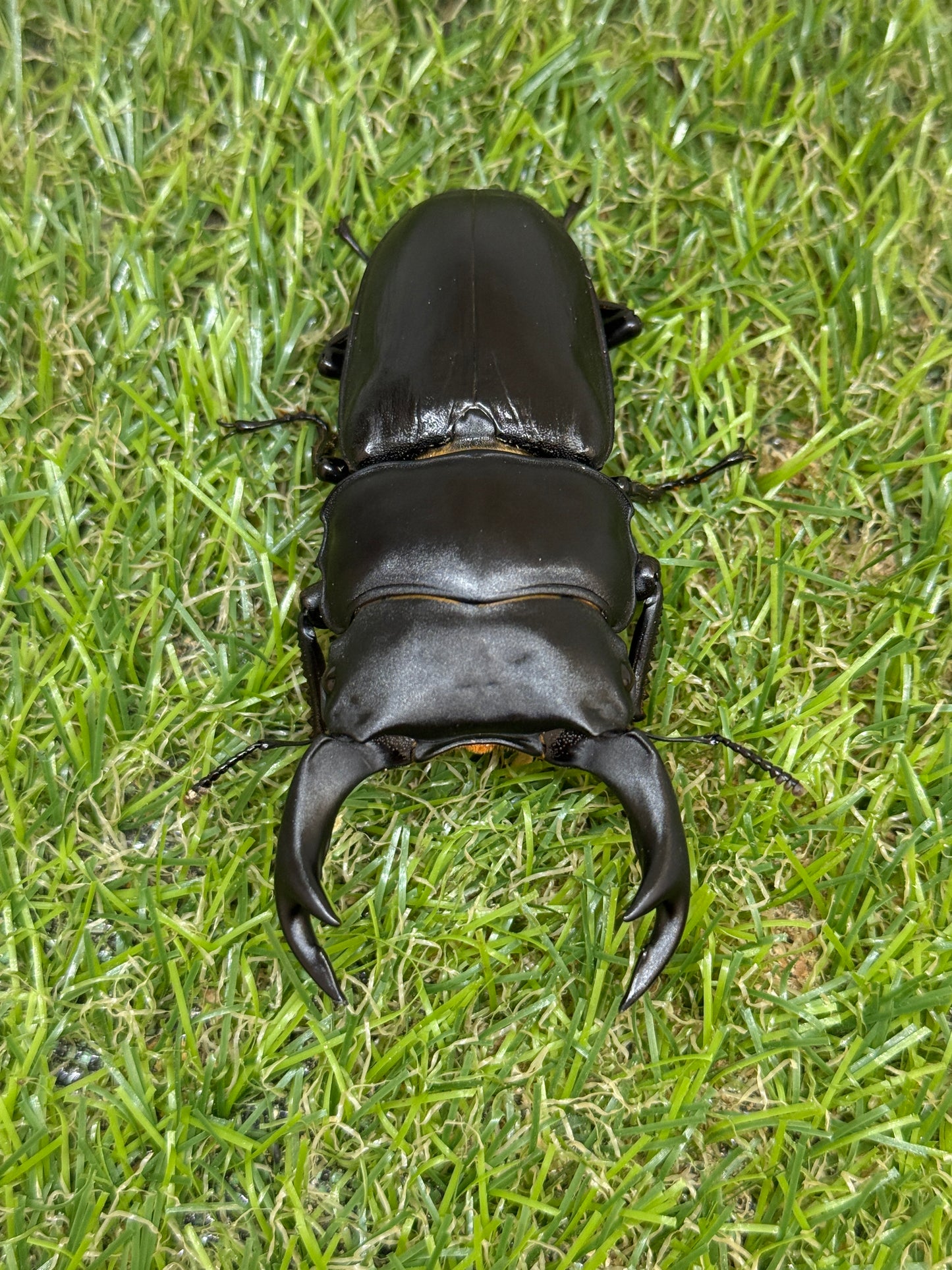 オオクワガタ　奈良輪川西　♂79.1mm成虫ペア