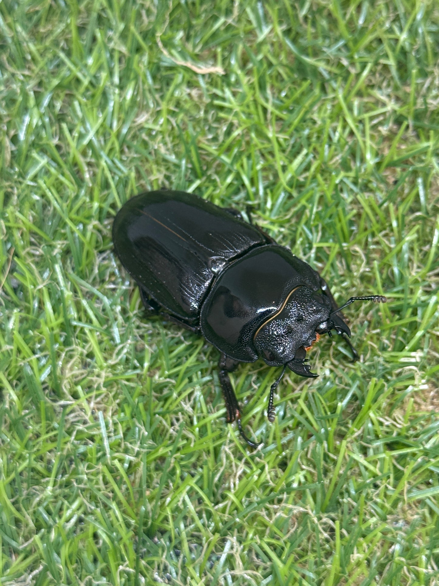 オオクワガタ　奈良輪川西　♂70mm成虫ペア