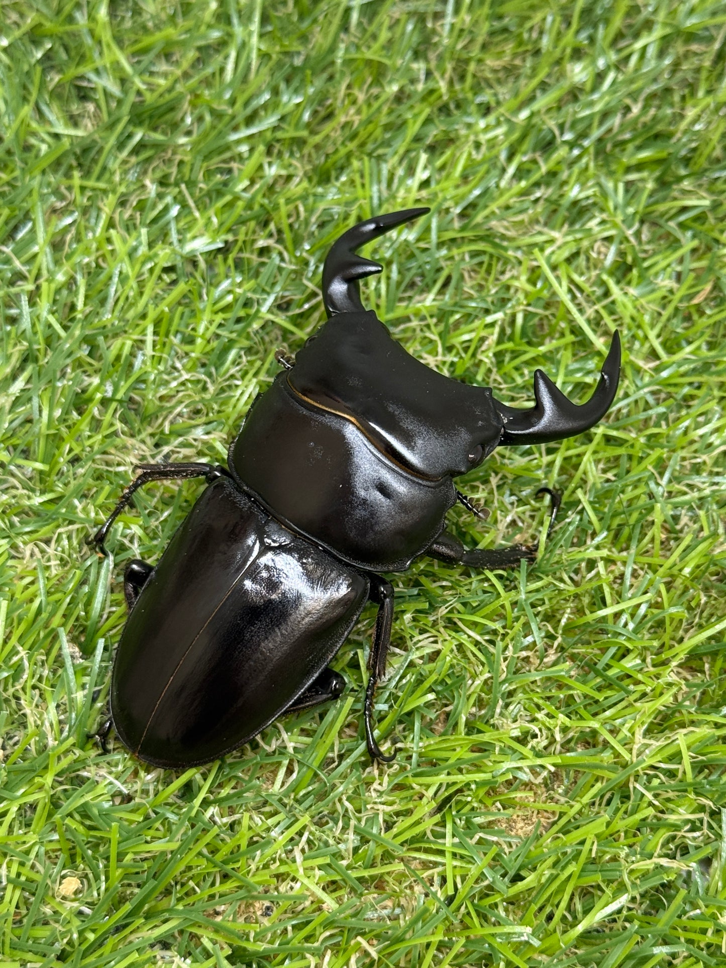 グランディスオオクワガタ　♂71.8mm成虫ペア