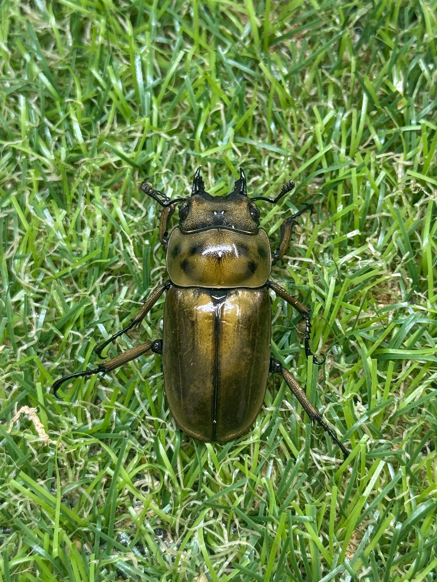 ババオウゴンオニクワガタ　♀37mm単品