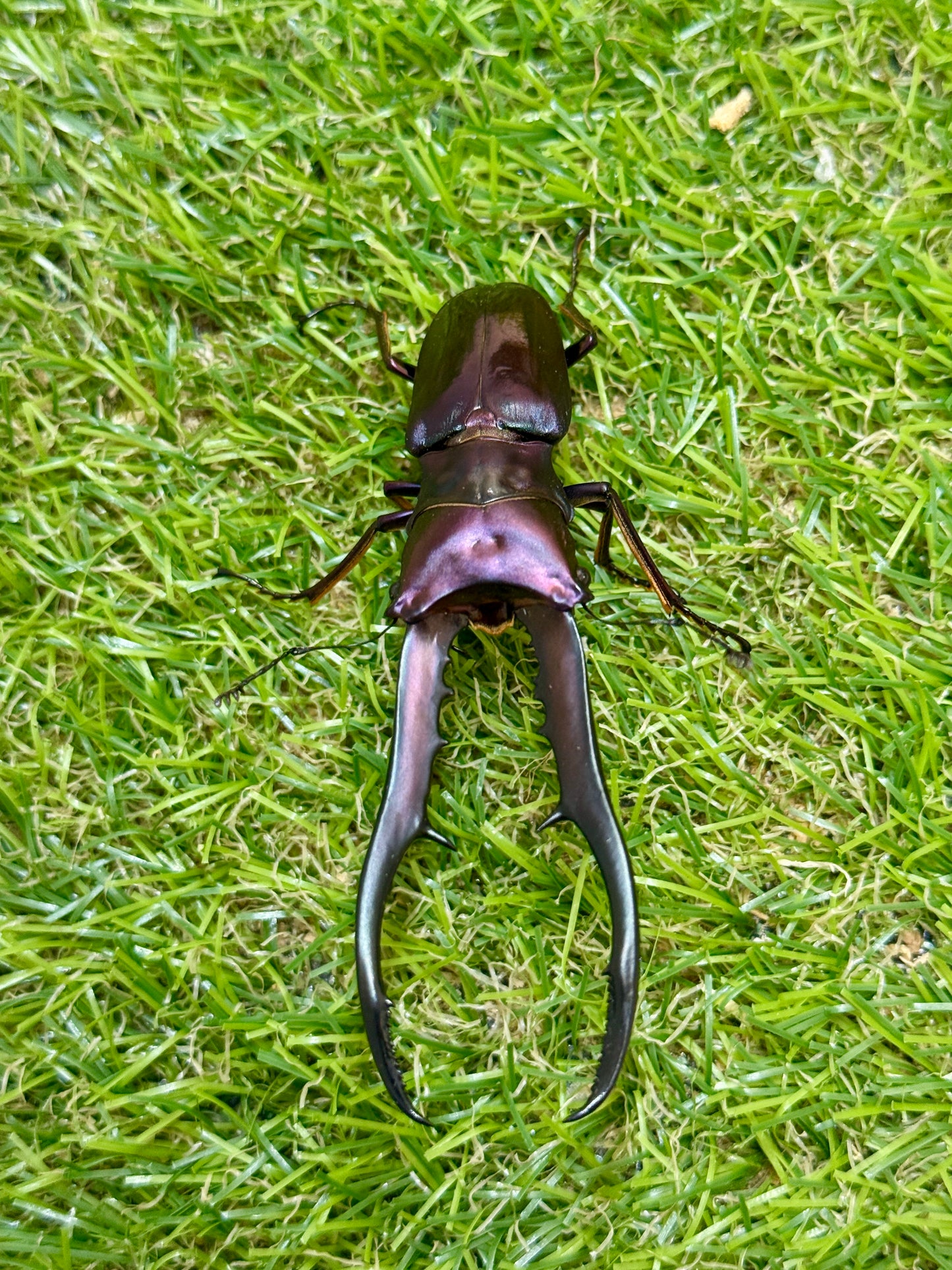メタリフェルホソアカクワガタ　♂83.2mm成虫ペア