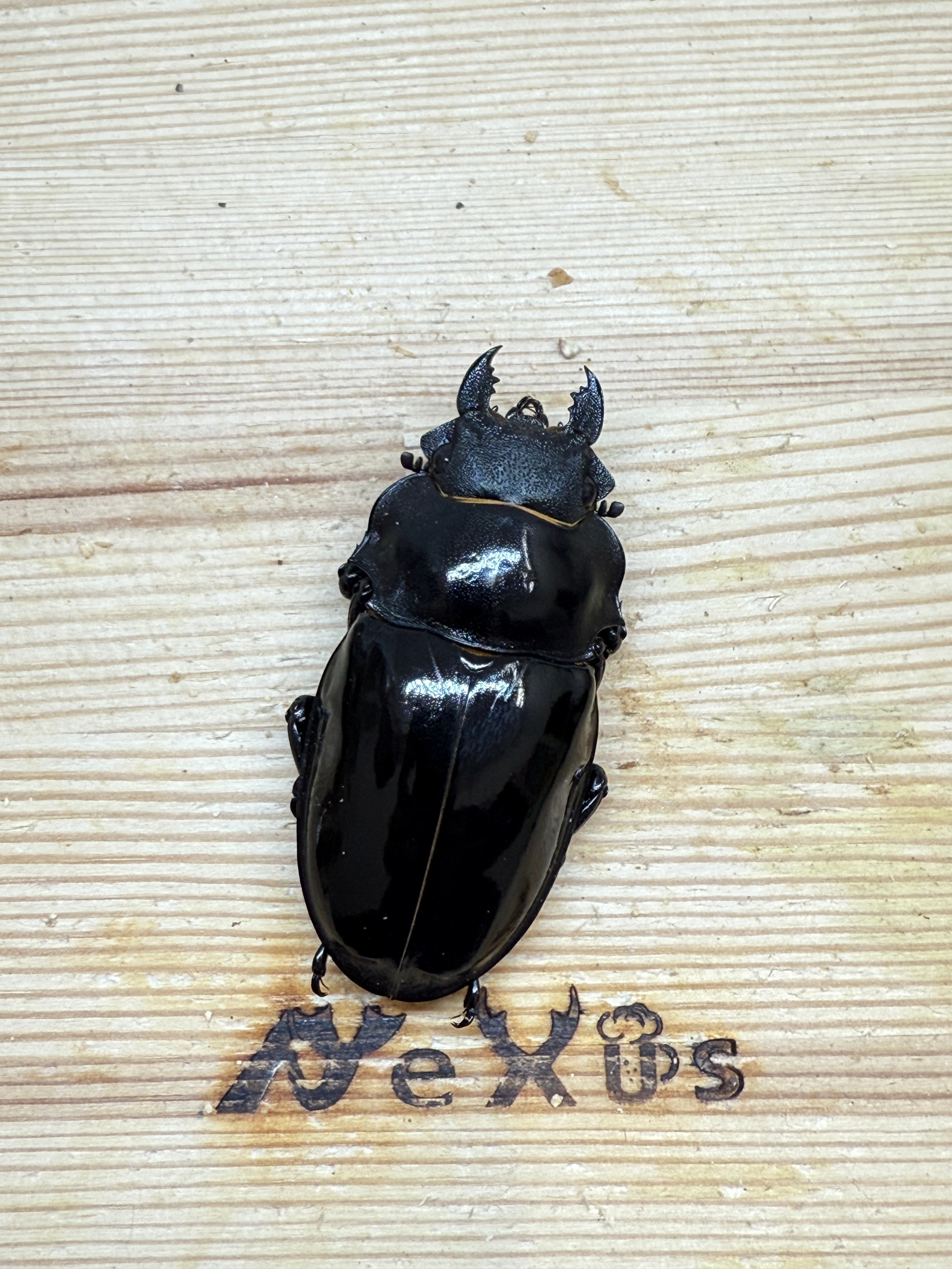 インターメディアツヤクワガタ ♀55.8mm単品 – 昆虫ショップNexus