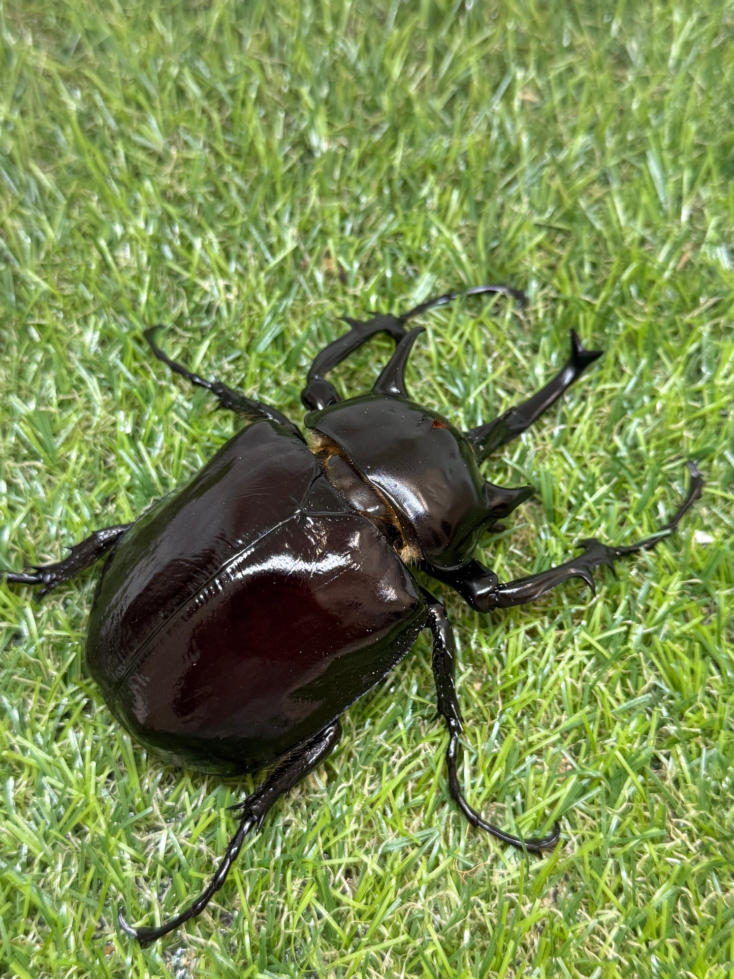 マルスゾウカブト　♂104mm成虫ペア