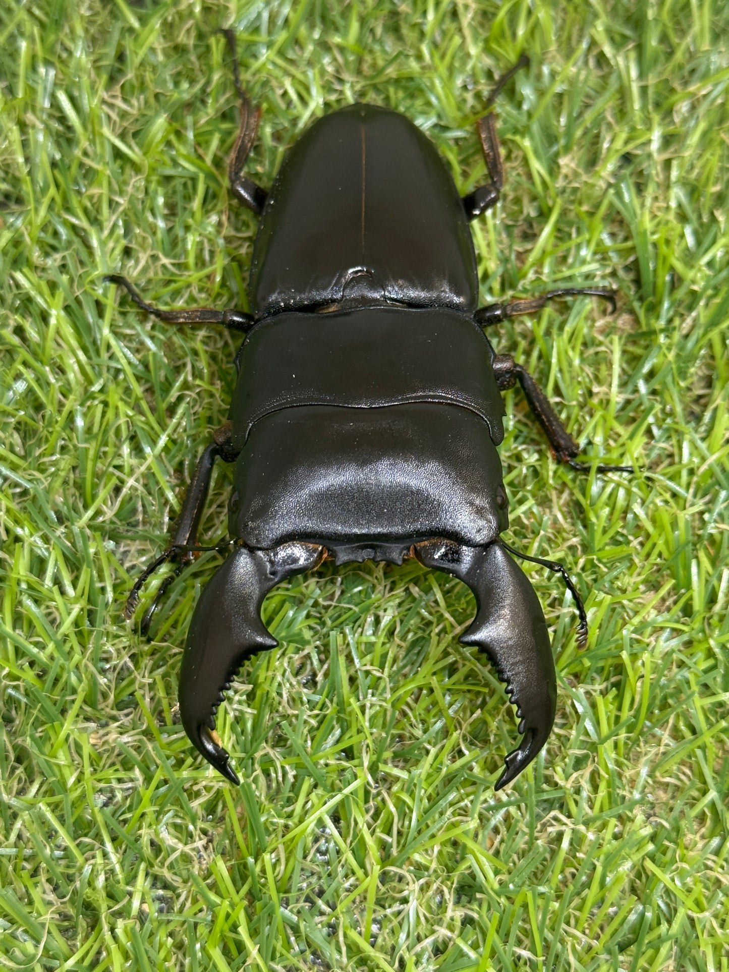 スマトラヒラタクワガタ　♂83mm単品