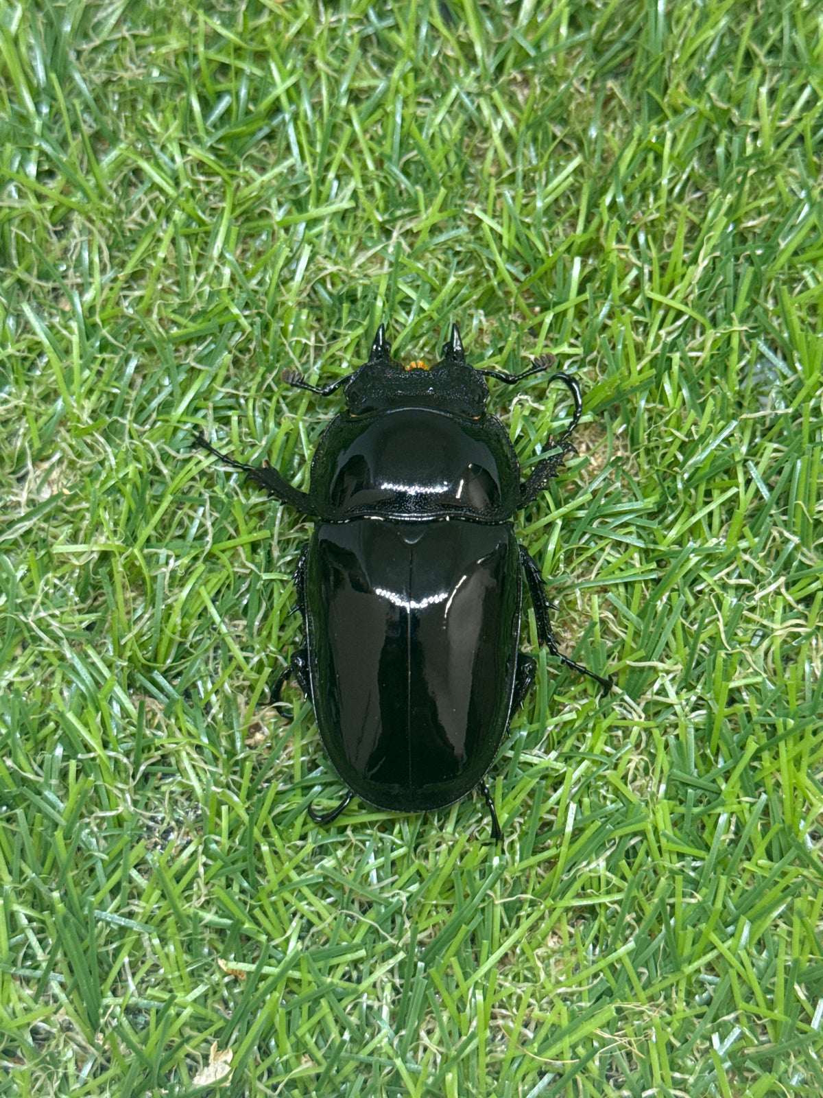 タランドゥスオオツヤクワガタ　♂75mm成虫ペア