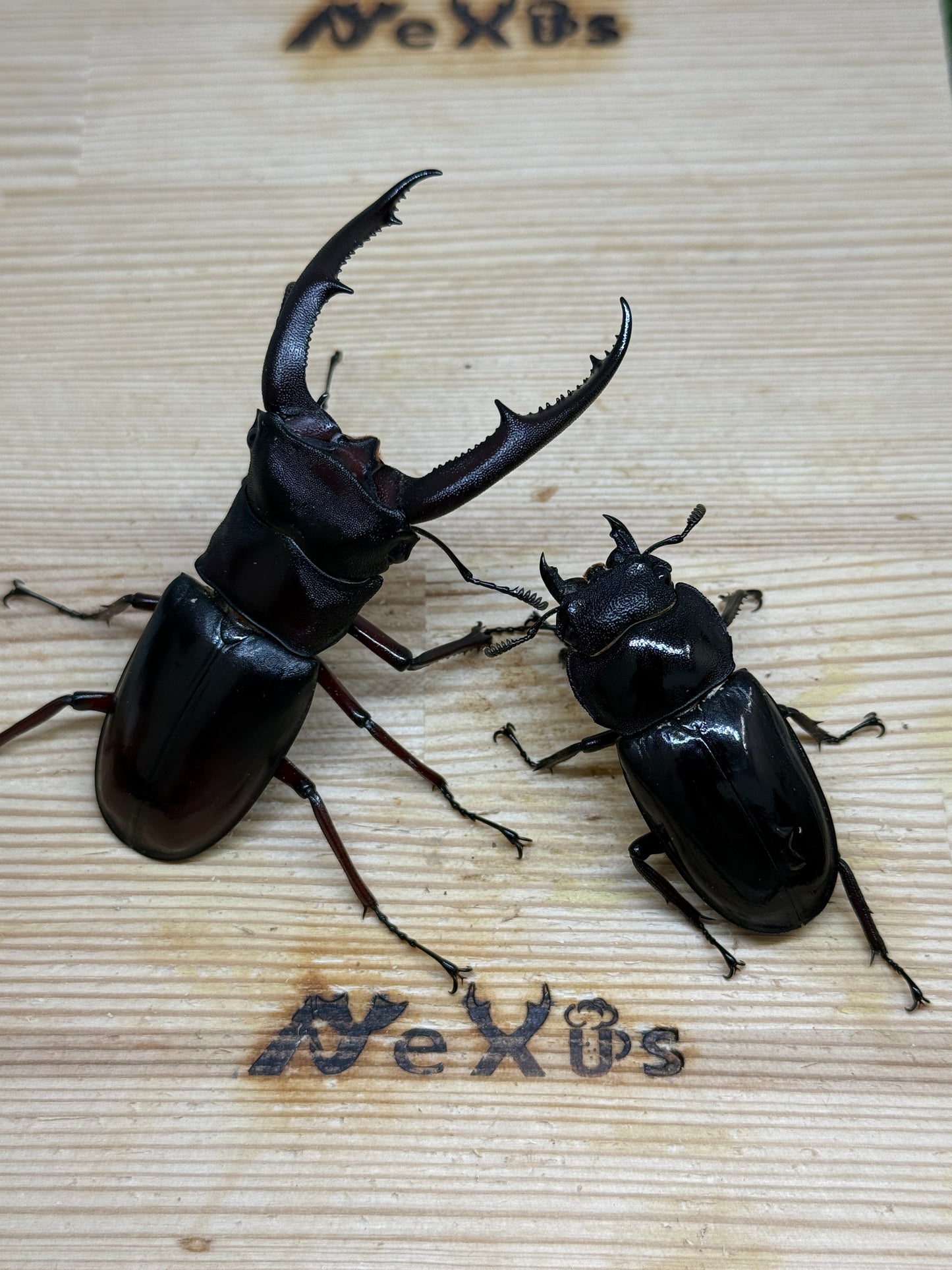 マンディブラリスフタマタクワガタ　♂80mm成虫ペア