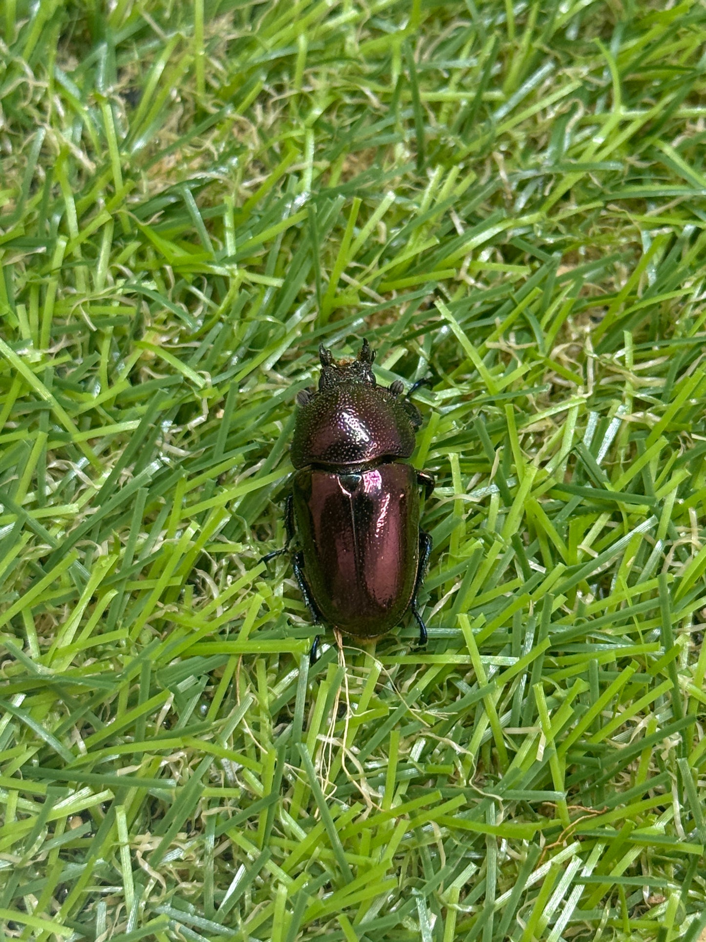 パプアキンイロクワガタ　♂39mm成虫ペア