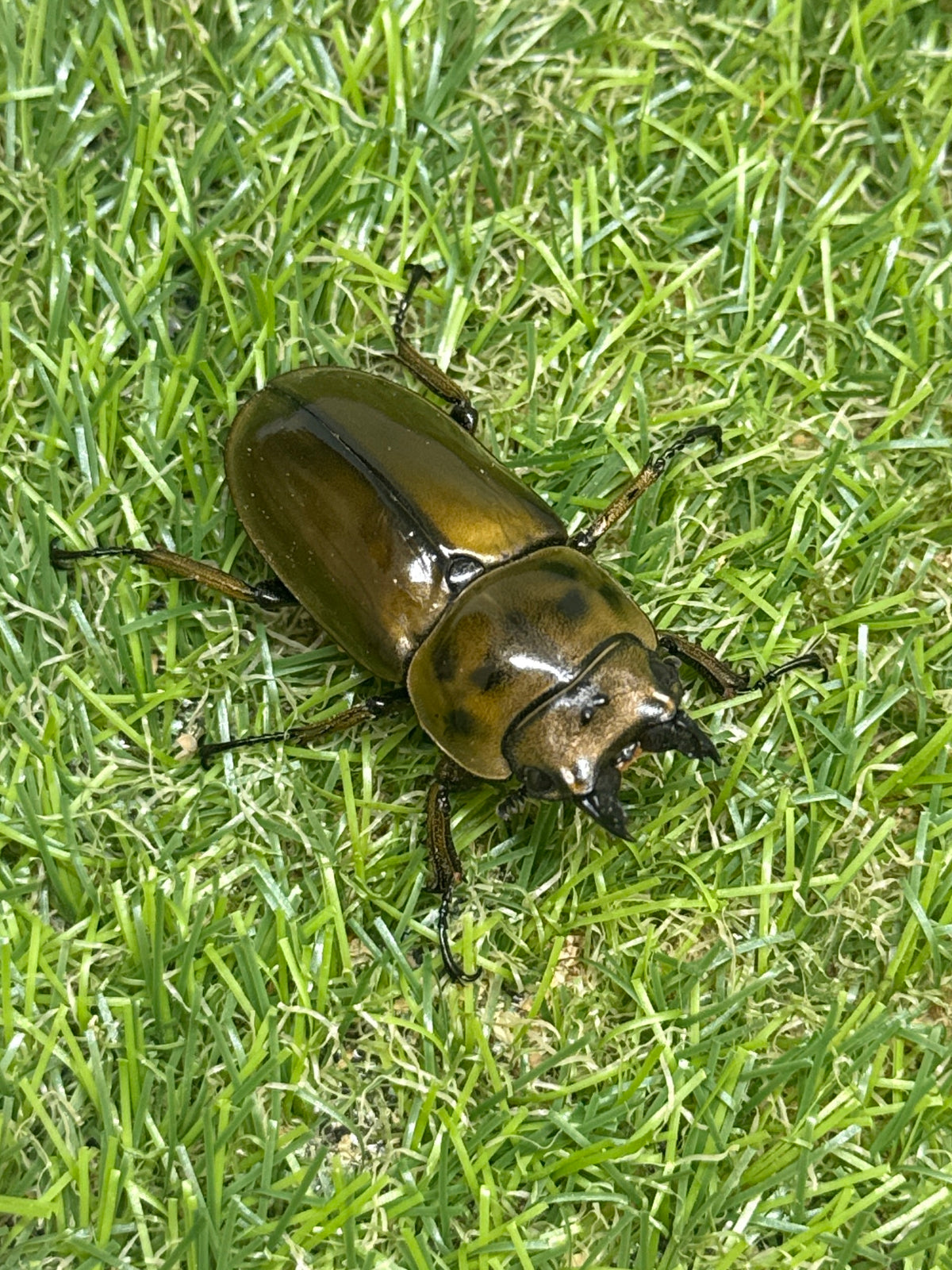 ババオウゴンオニクワガタ　♂69mm成虫ペア