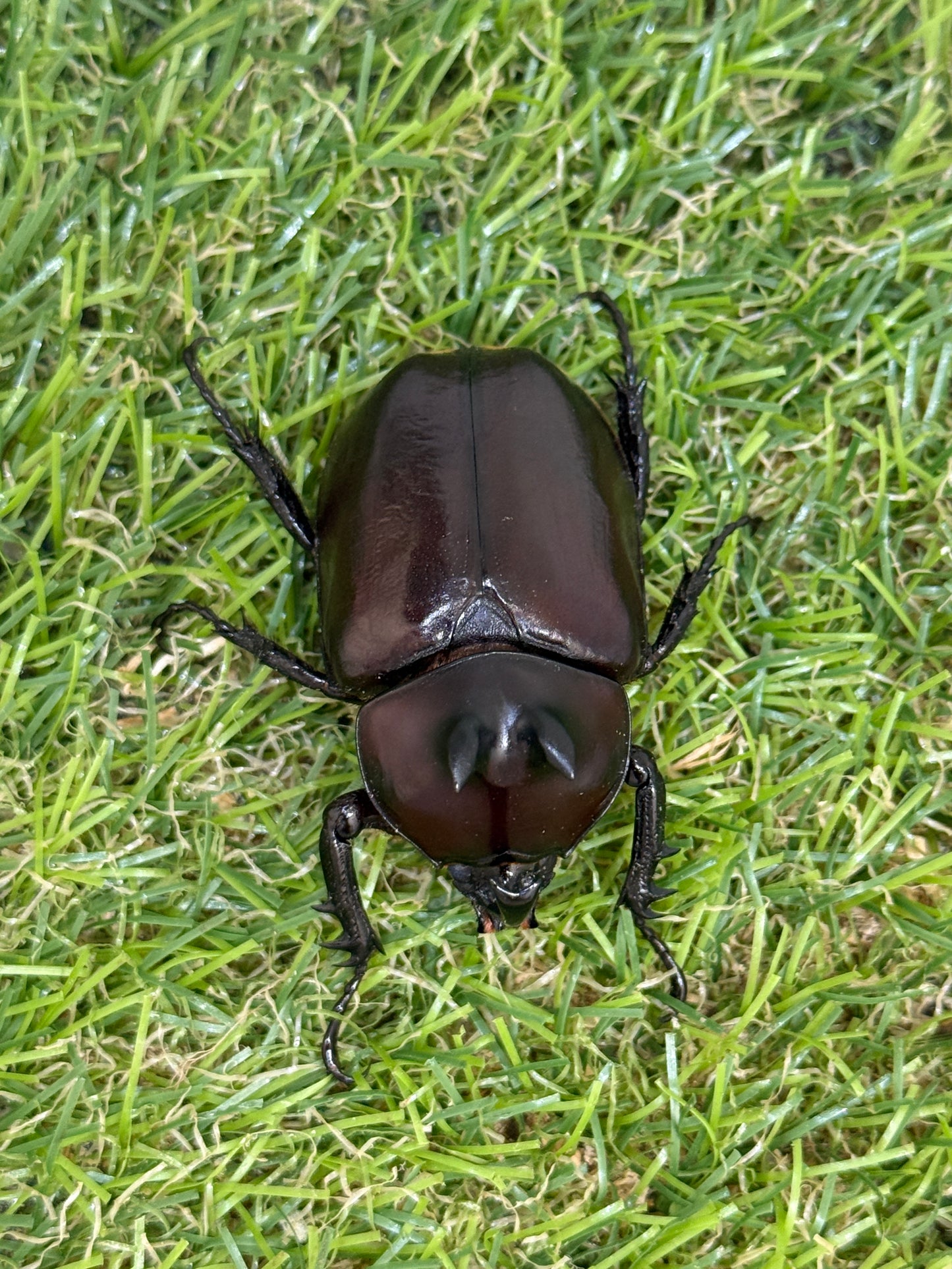 エンドウゴホンヅノカブト　♂46mm成虫ペア
