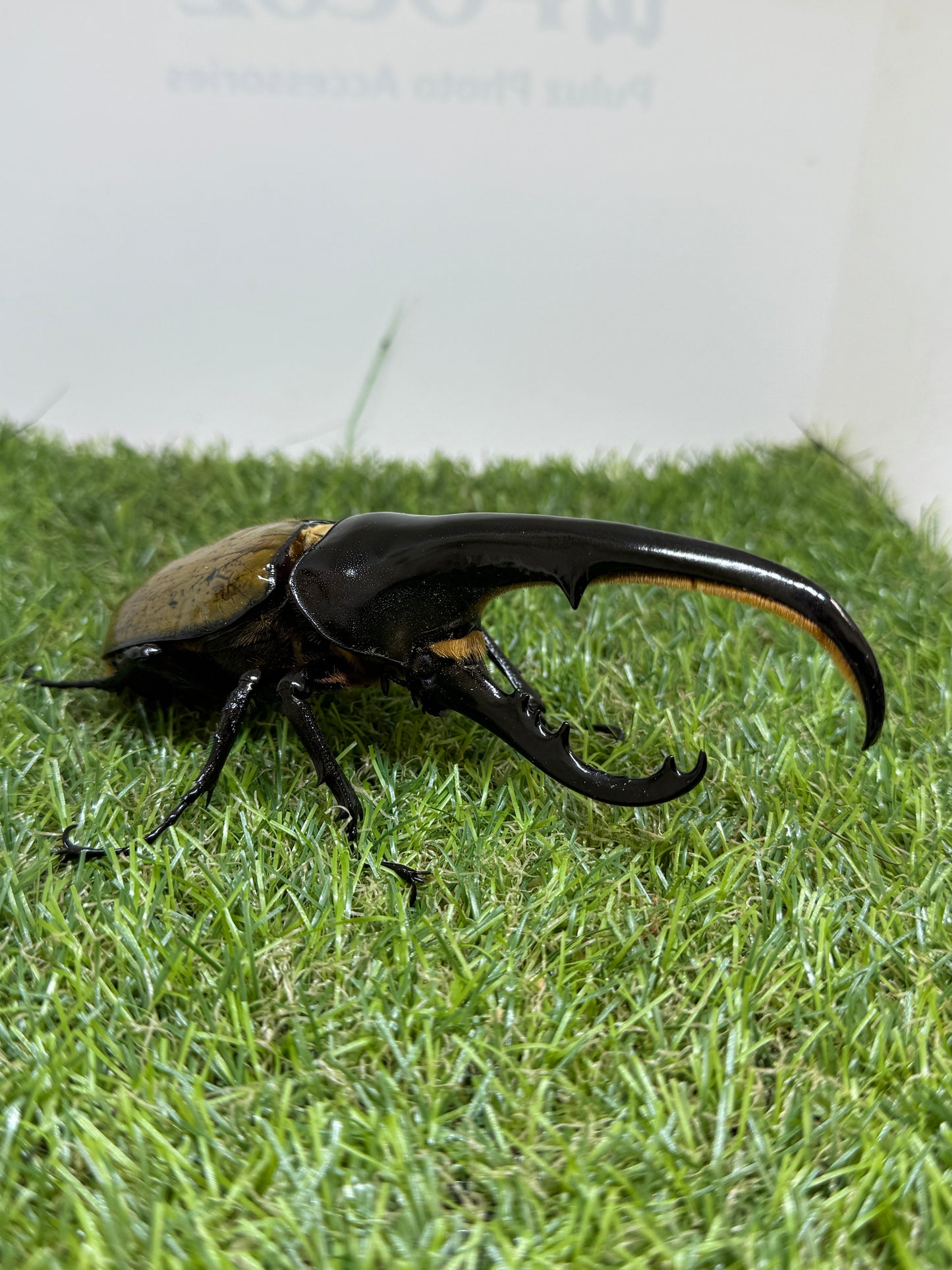 DH･ヘラクレス　♂138mm成虫ペア